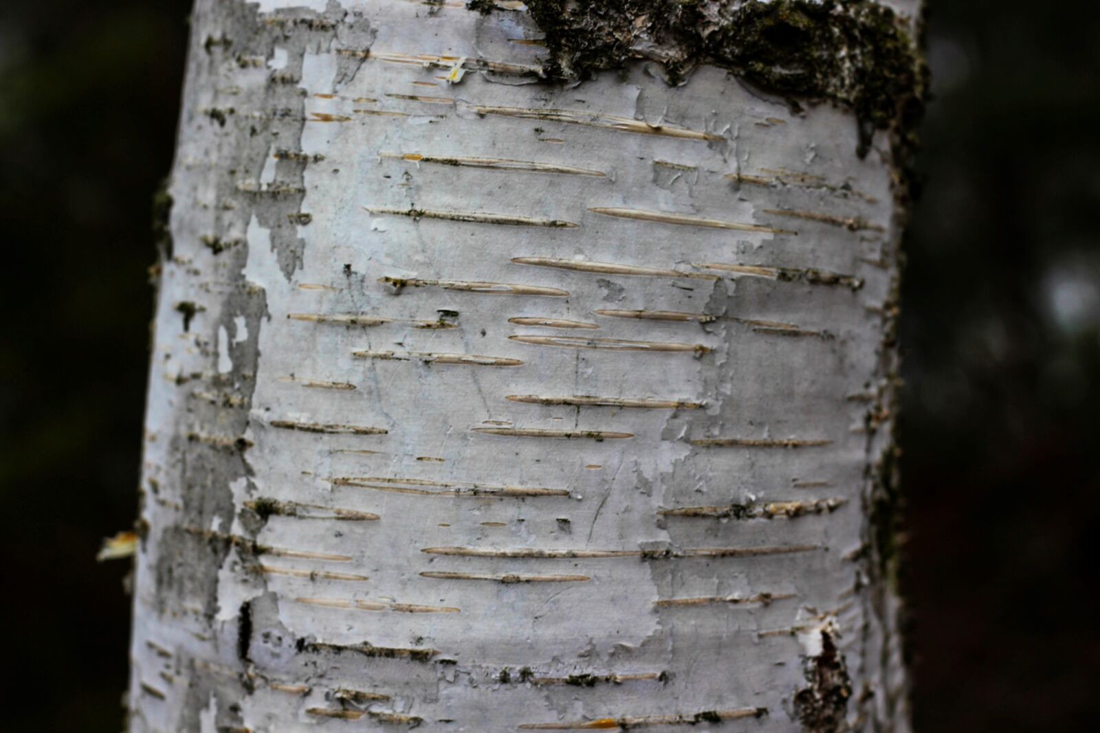Canon EOS 700D (EOS Rebel T5i / EOS Kiss X7i) + Canon EF 50mm F1.8 STM sample photo. Tree bark, tree, bark photography