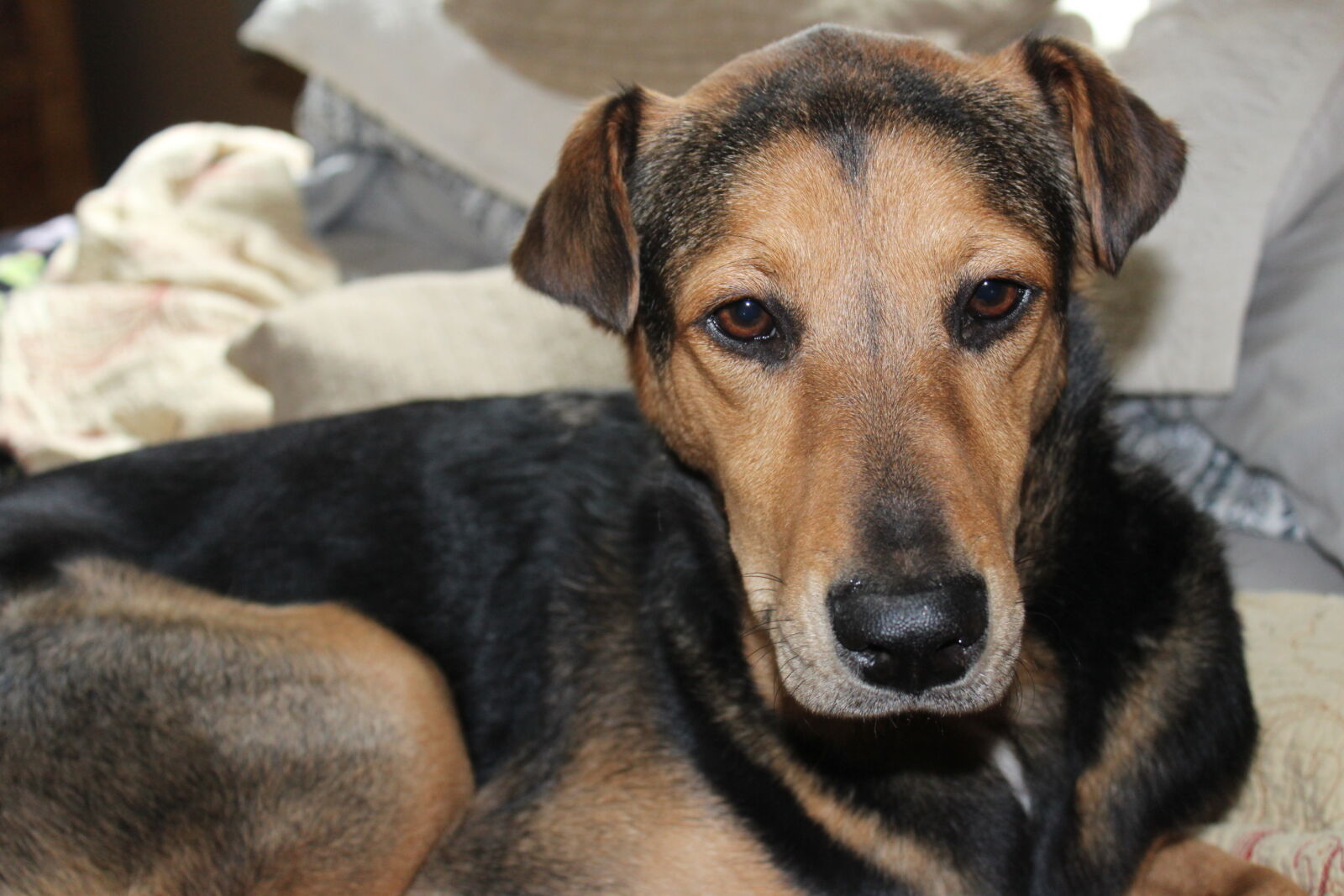 Canon EOS 1200D (EOS Rebel T5 / EOS Kiss X70 / EOS Hi) sample photo. German, shepherd, mix, rescue photography
