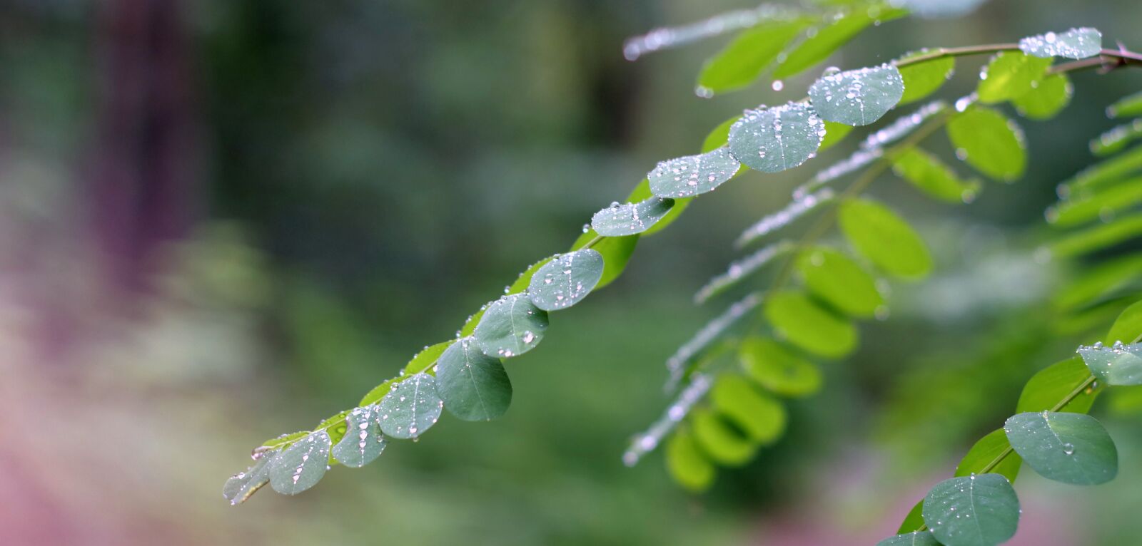 Pentax K-S2 sample photo. Acacia, foliage, rain photography