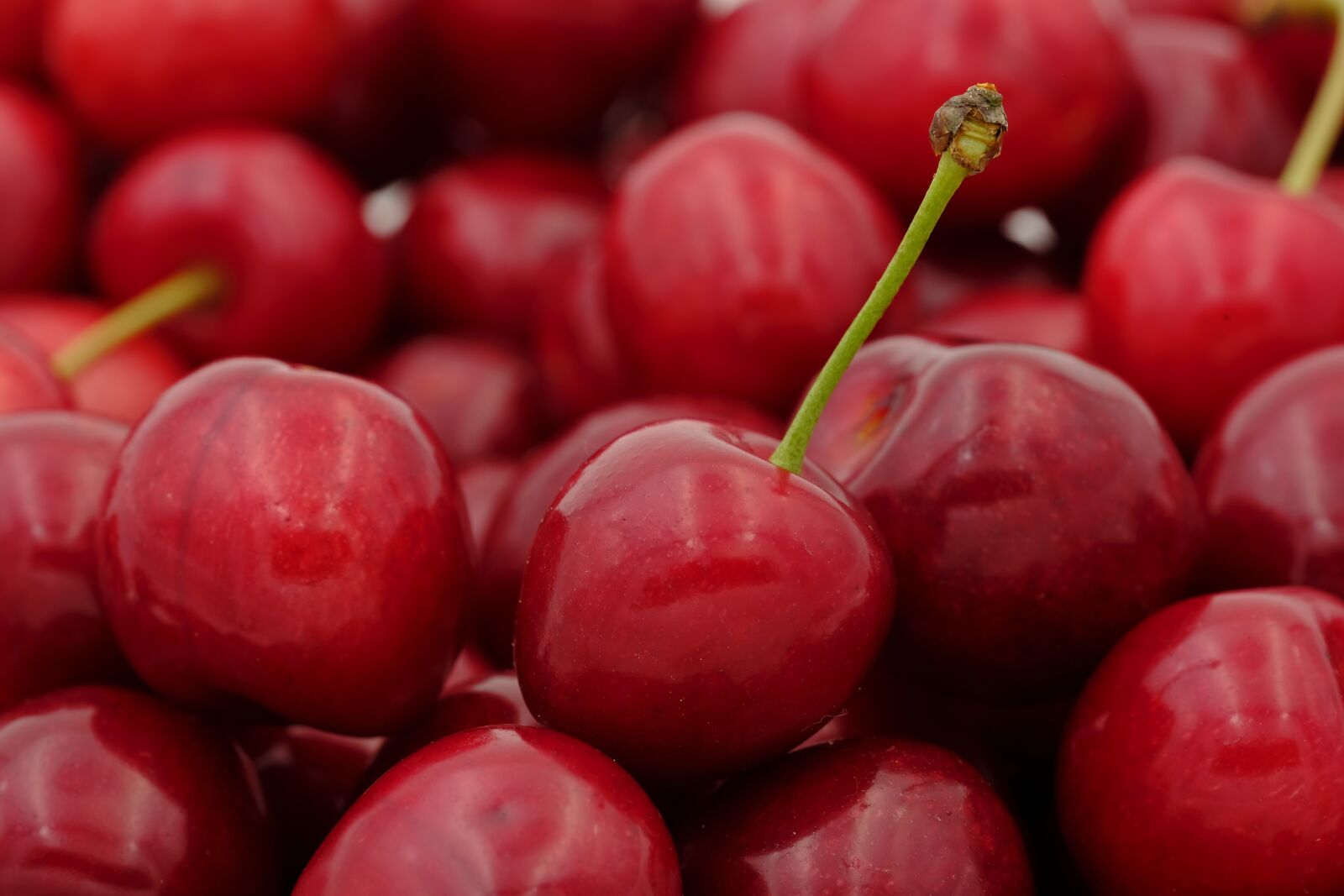 Fujifilm X-T2 + Fujifilm XF 80mm F2.8 R LM OIS WR Macro sample photo. Cherry, sweet cherry, bird photography
