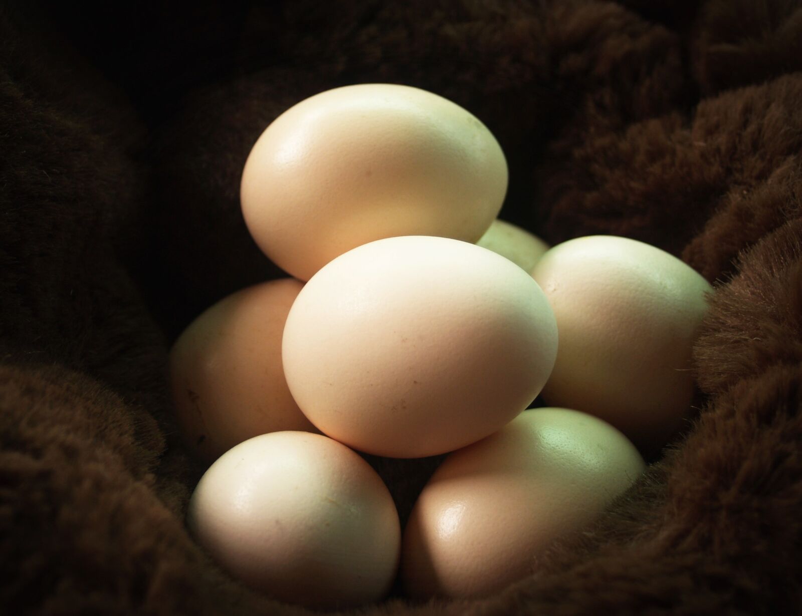 Olympus E-300 (EVOLT E-300) sample photo. Egg, fresh, cholesterol photography