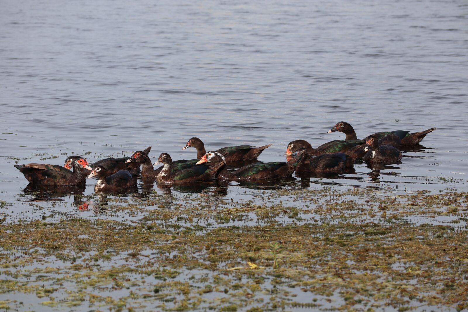 Canon EOS M50 (EOS Kiss M) sample photo. Ducks, lake, nature photography