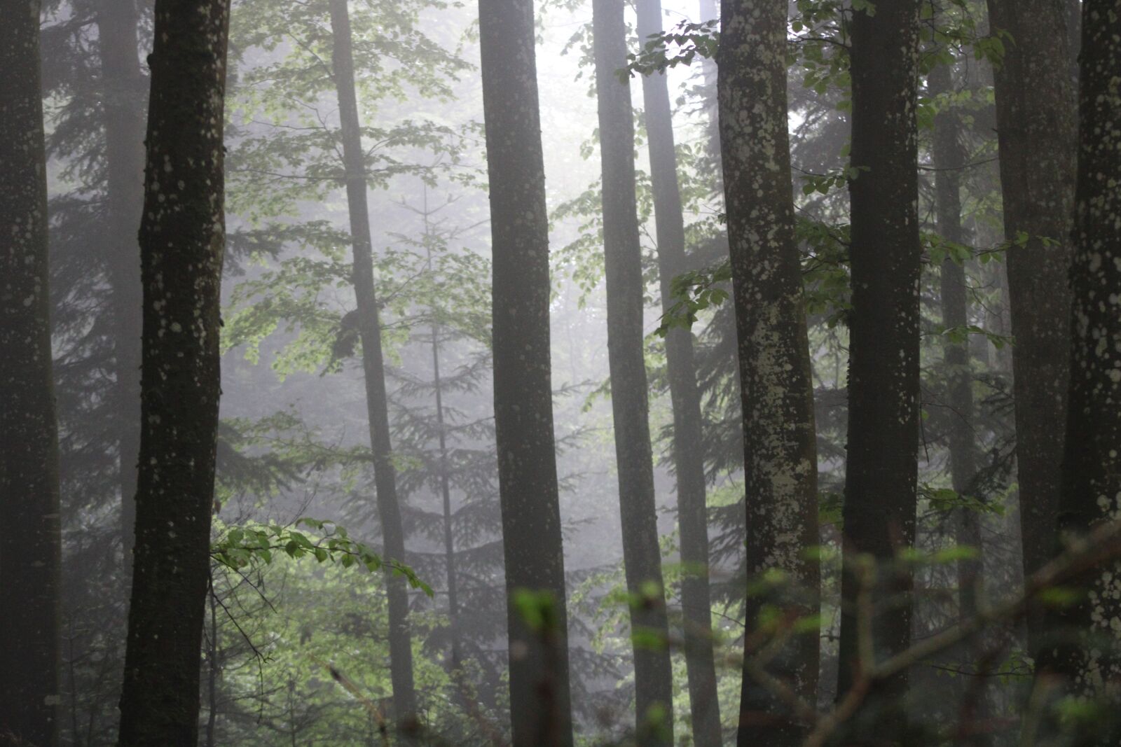 Canon EF75-300mm f/4-5.6 sample photo. Trunk, tree, forest photography