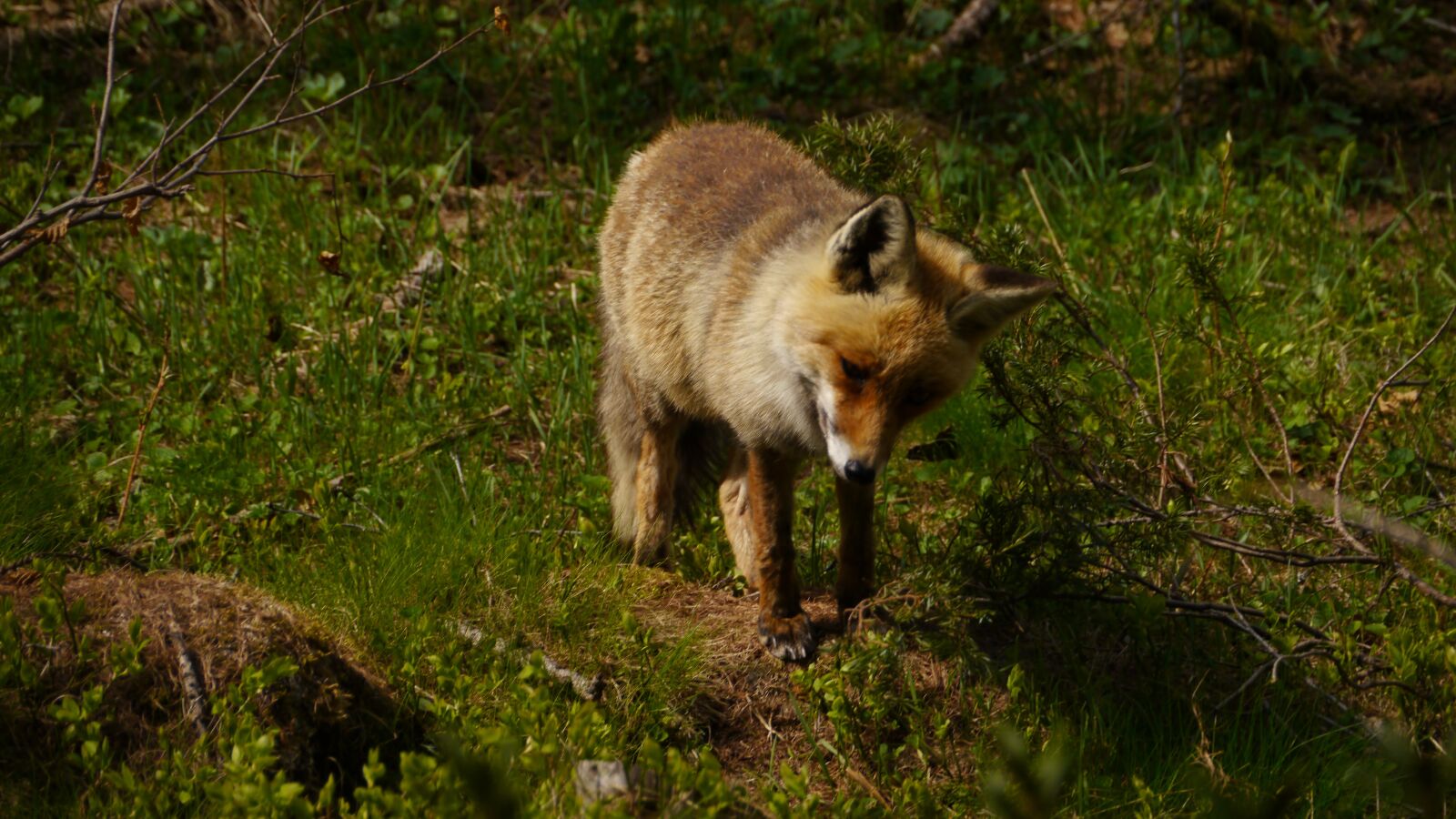 Panasonic Lumix DMC-GH2 sample photo. Fox, vulpes vulpes, nature photography
