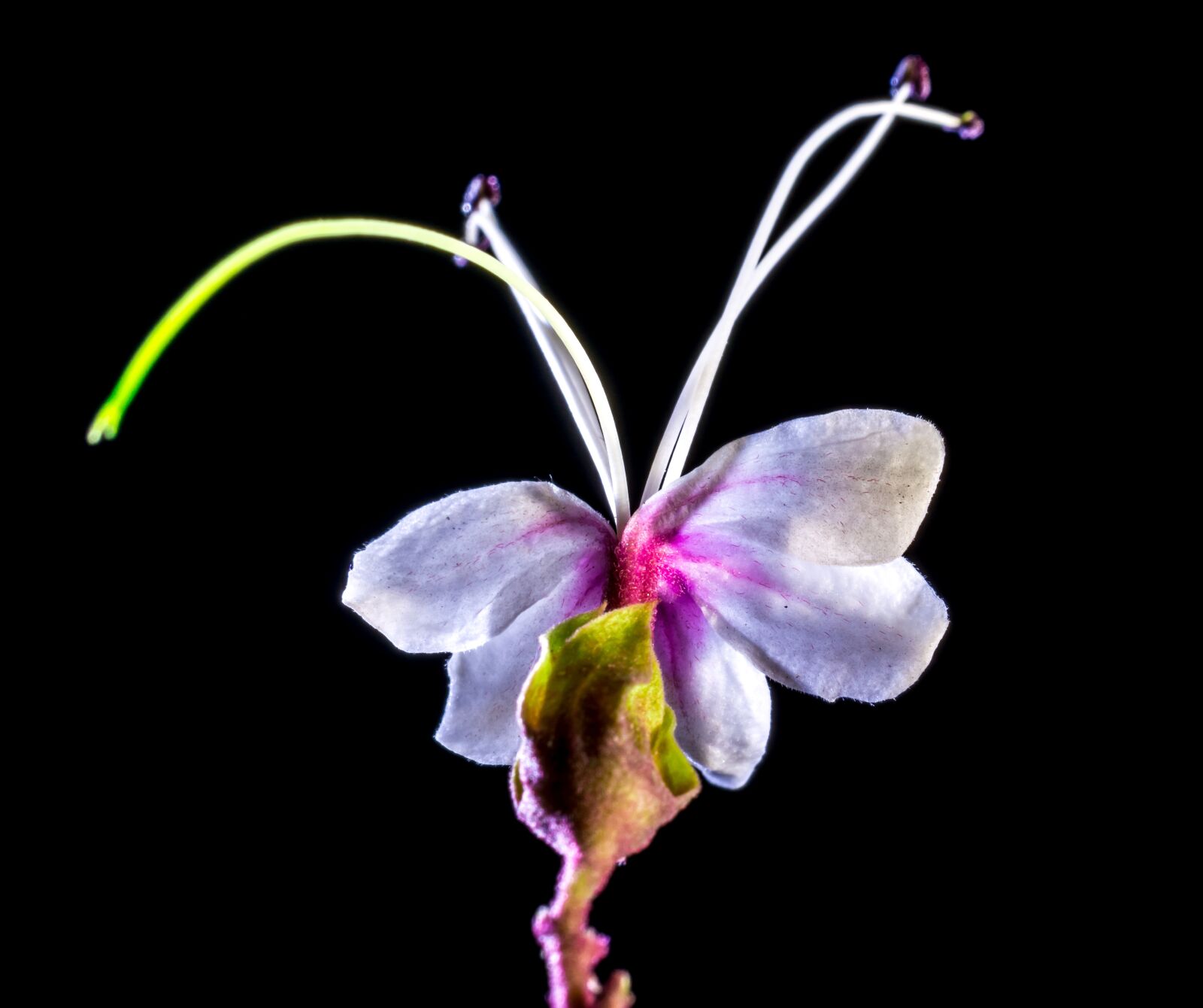 Nikon D5200 sample photo. Wild flower, flower, blossom photography