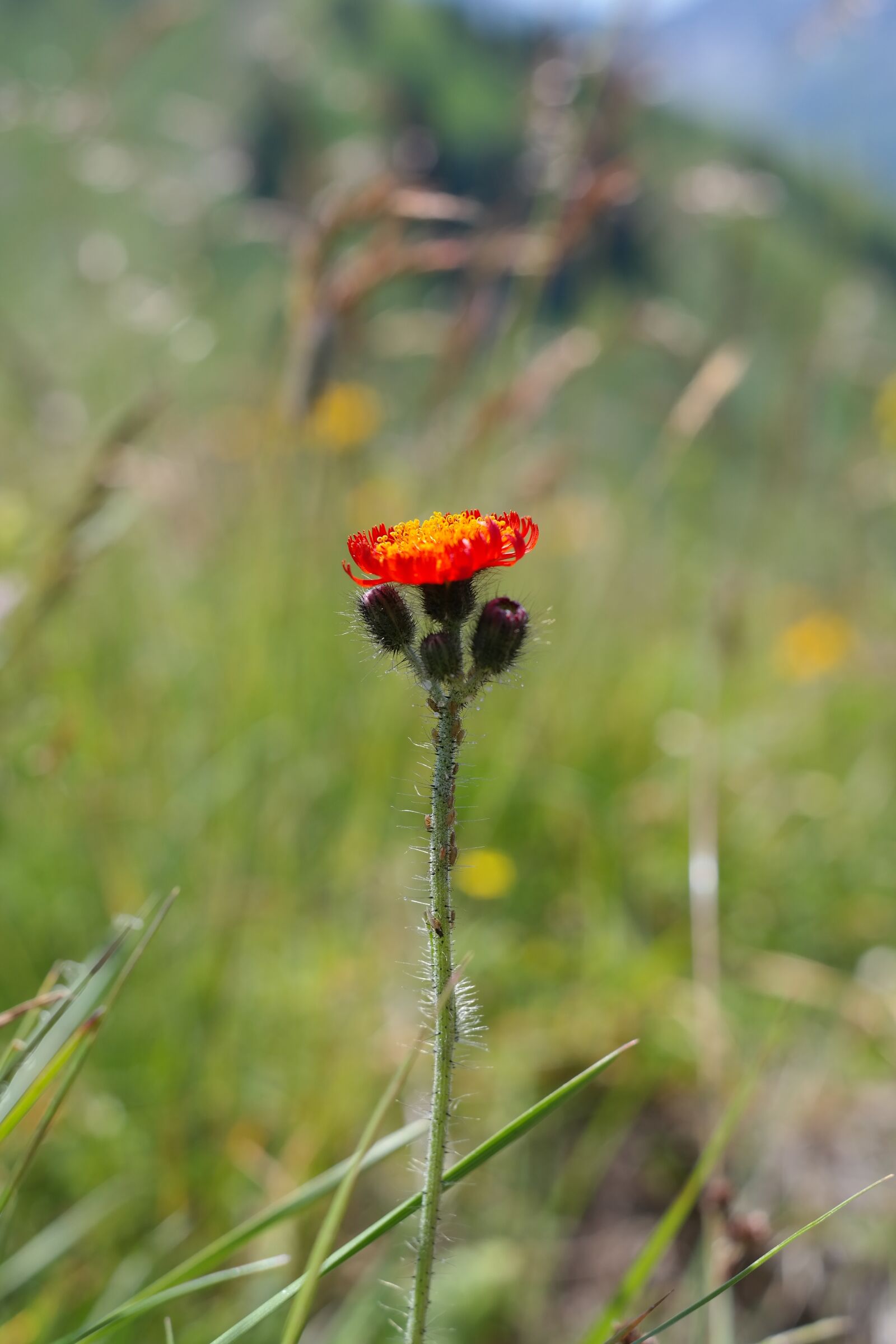 Samsung NX300 sample photo. Orange red hawkweed, flower photography