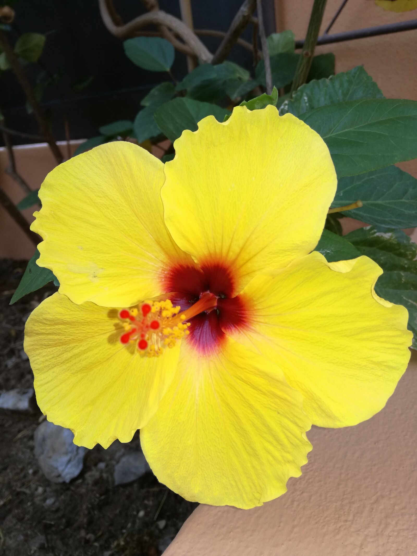 HUAWEI P9 LITE sample photo. Flower, garden, nature photography