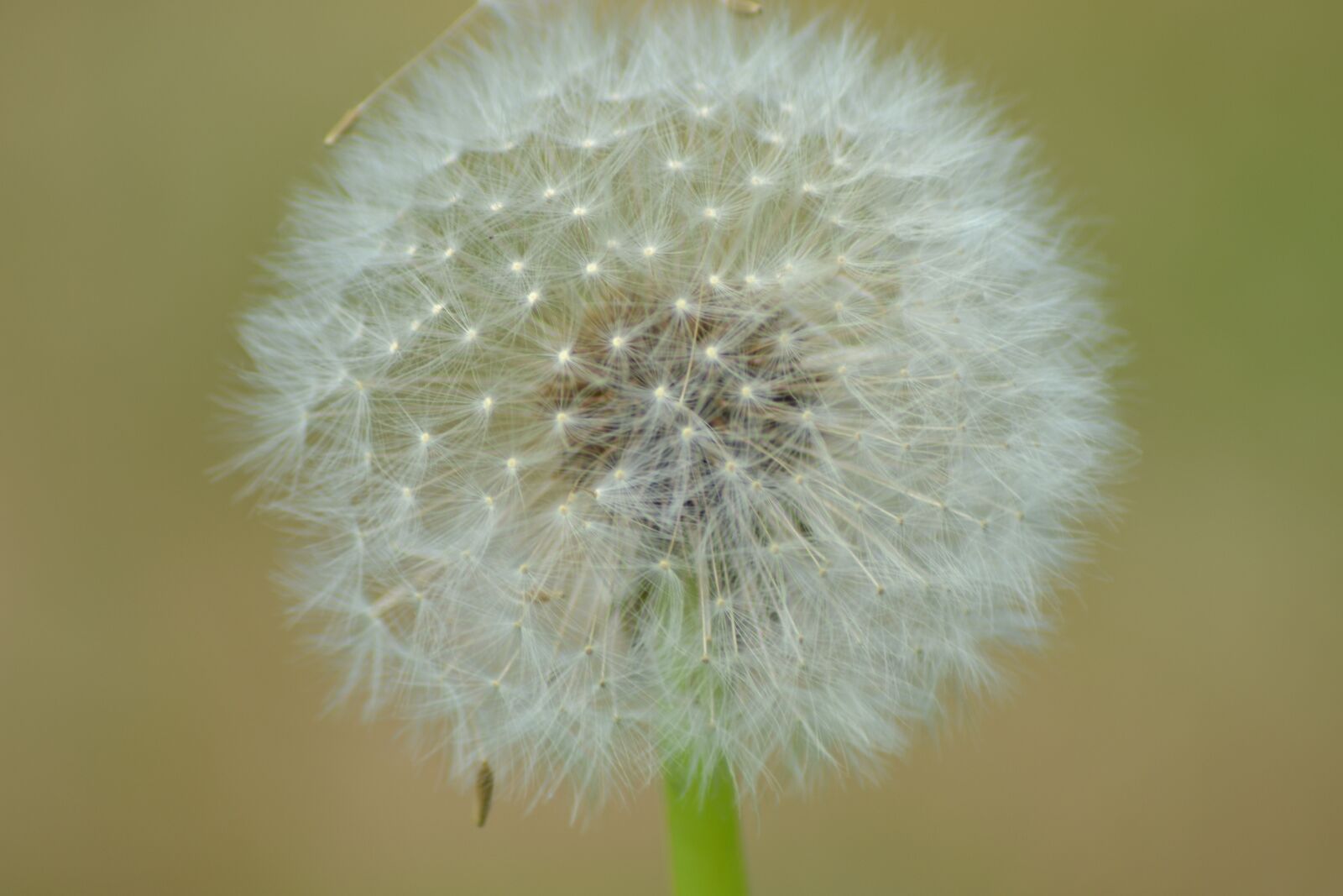 Nikon D3100 sample photo. Dandelion, plant, nature photography