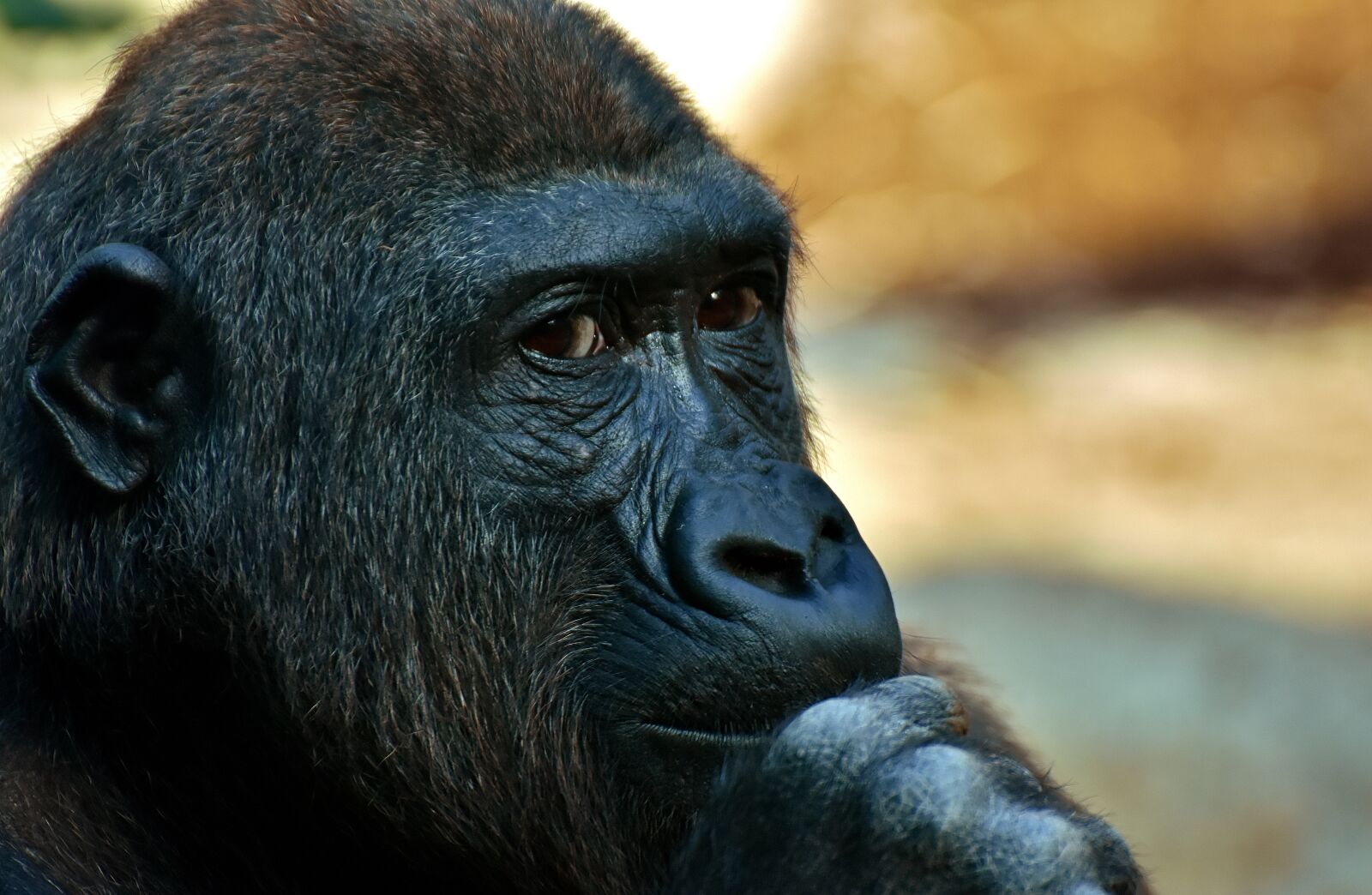 Nikon D7200 sample photo. Gorilla, monkey, animal photography