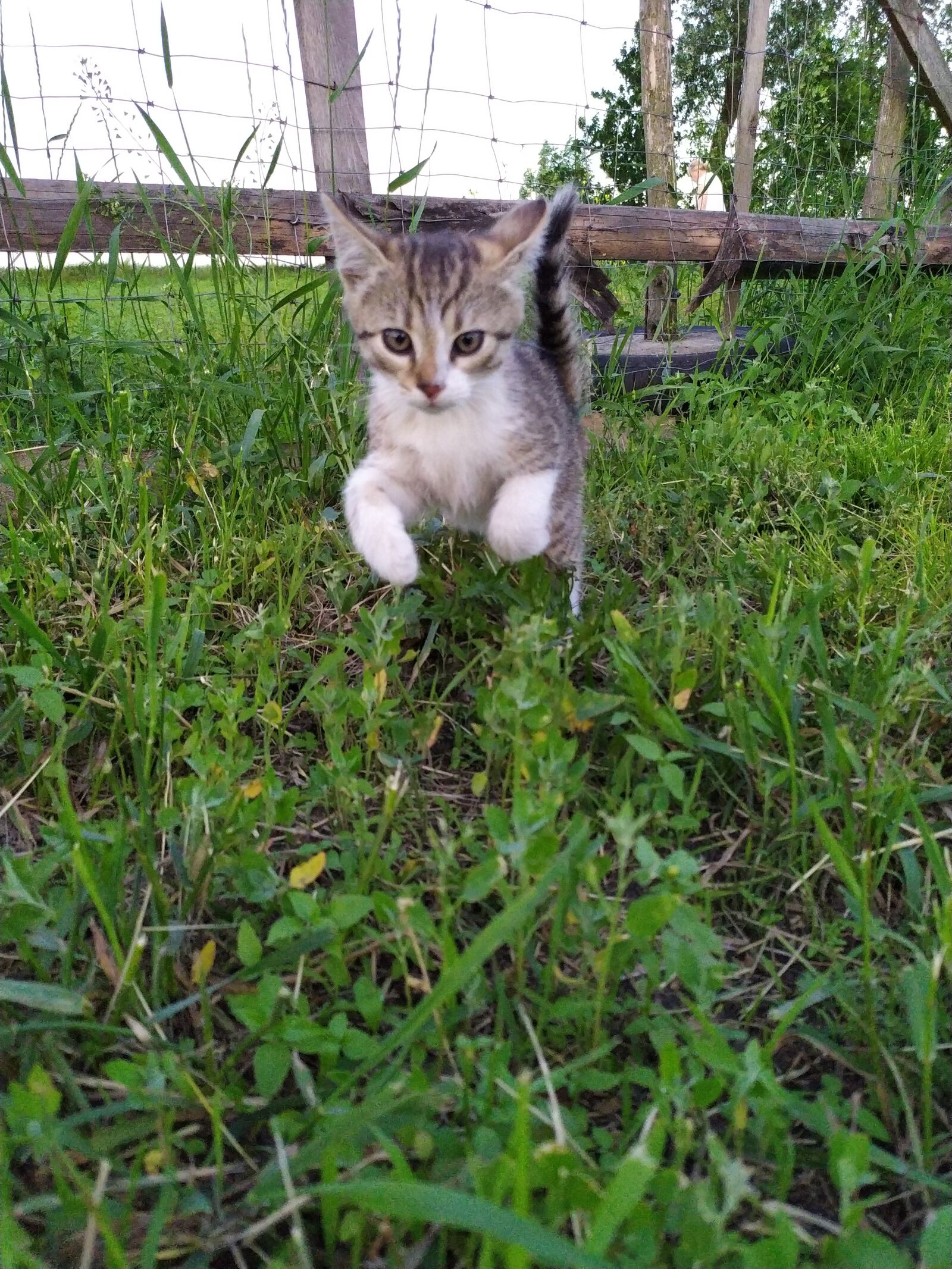 Xiaomi Redmi Note 7 sample photo. Cat, kitten, nature photography