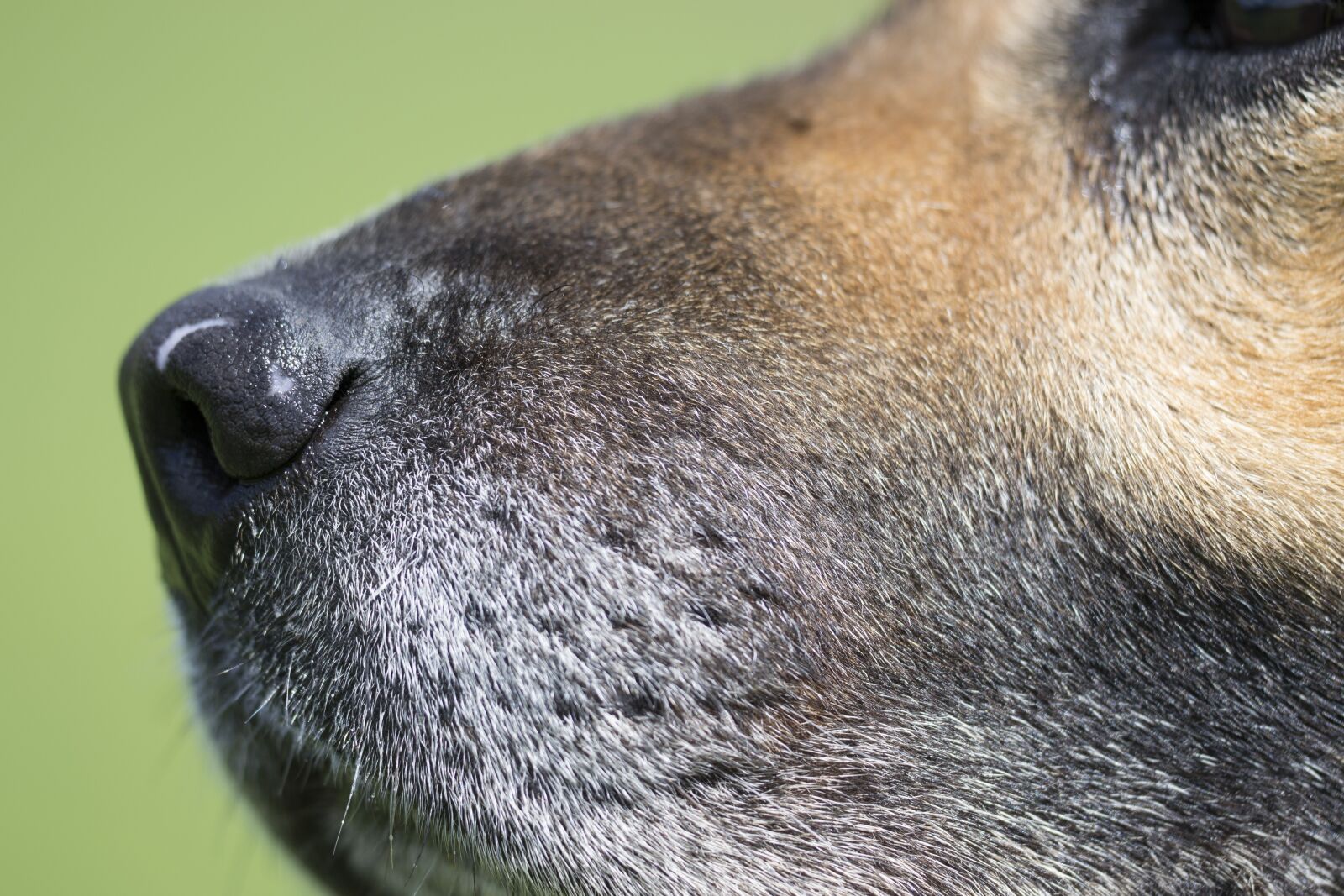 Nikon D3100 sample photo. Dog, sear, detail photography