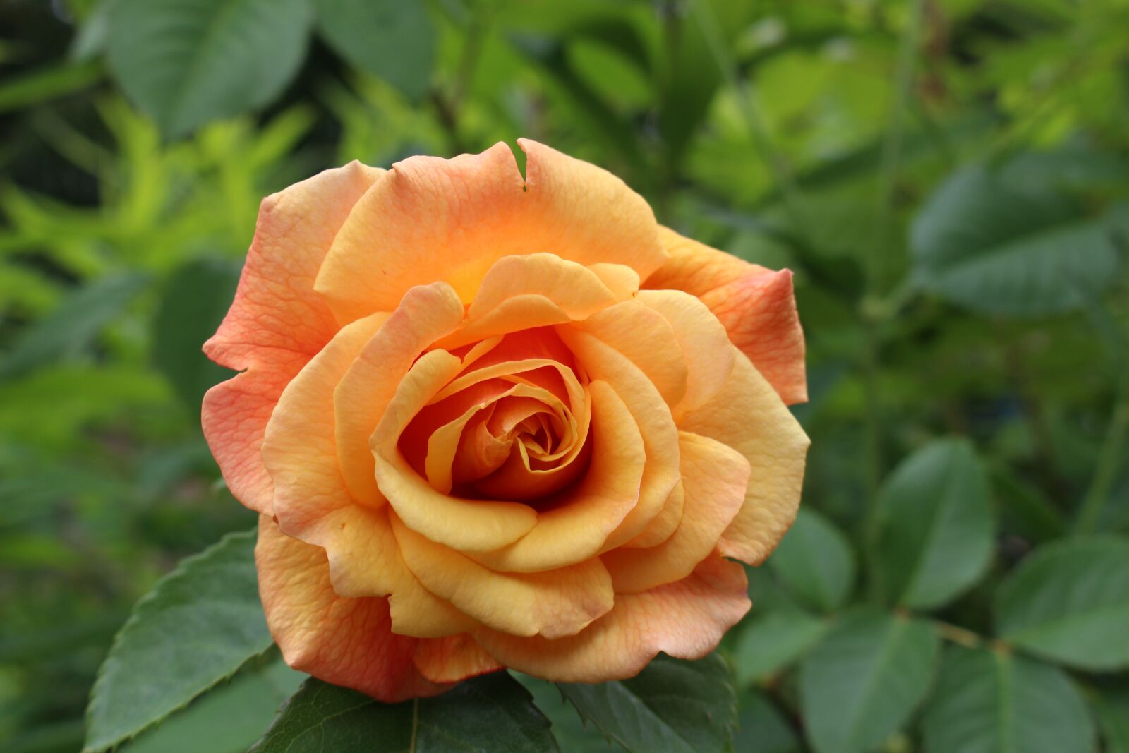 Canon EOS 700D (EOS Rebel T5i / EOS Kiss X7i) sample photo. Rose, salmon, close up photography