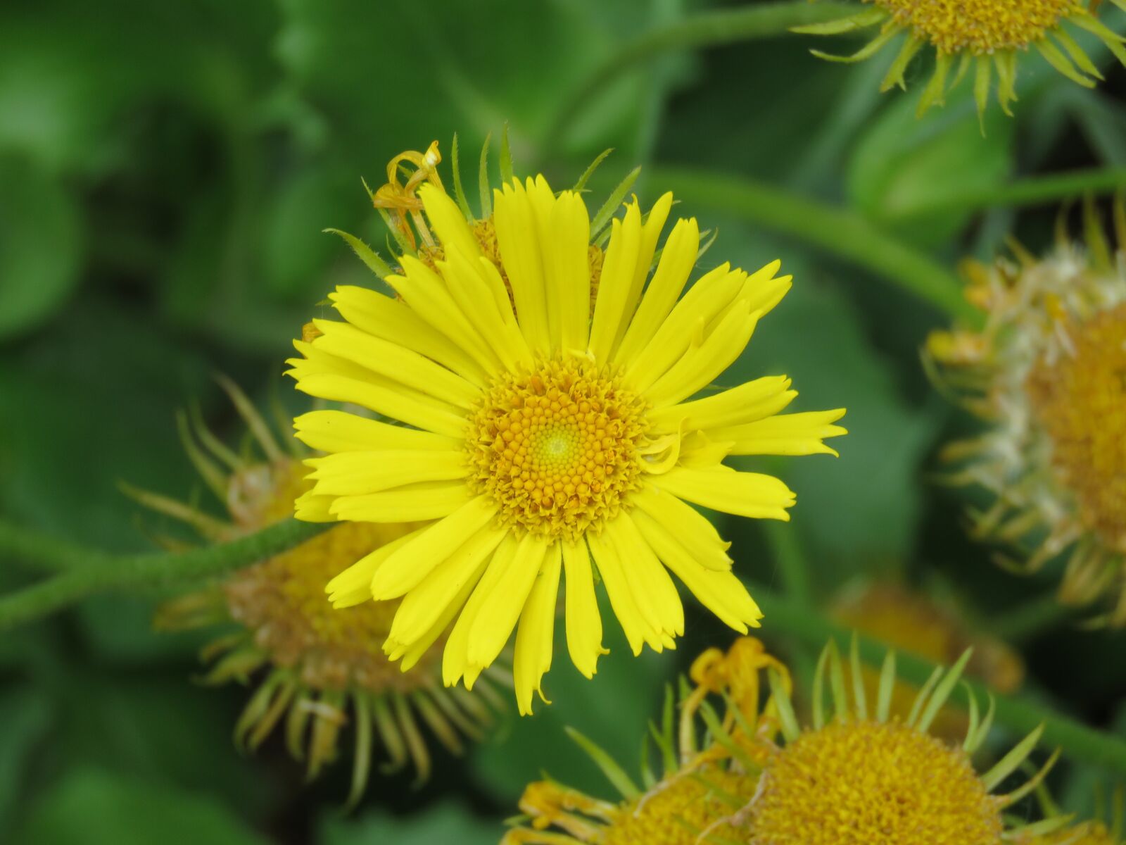 Canon PowerShot SX60 HS sample photo. Flower, close up, garden photography