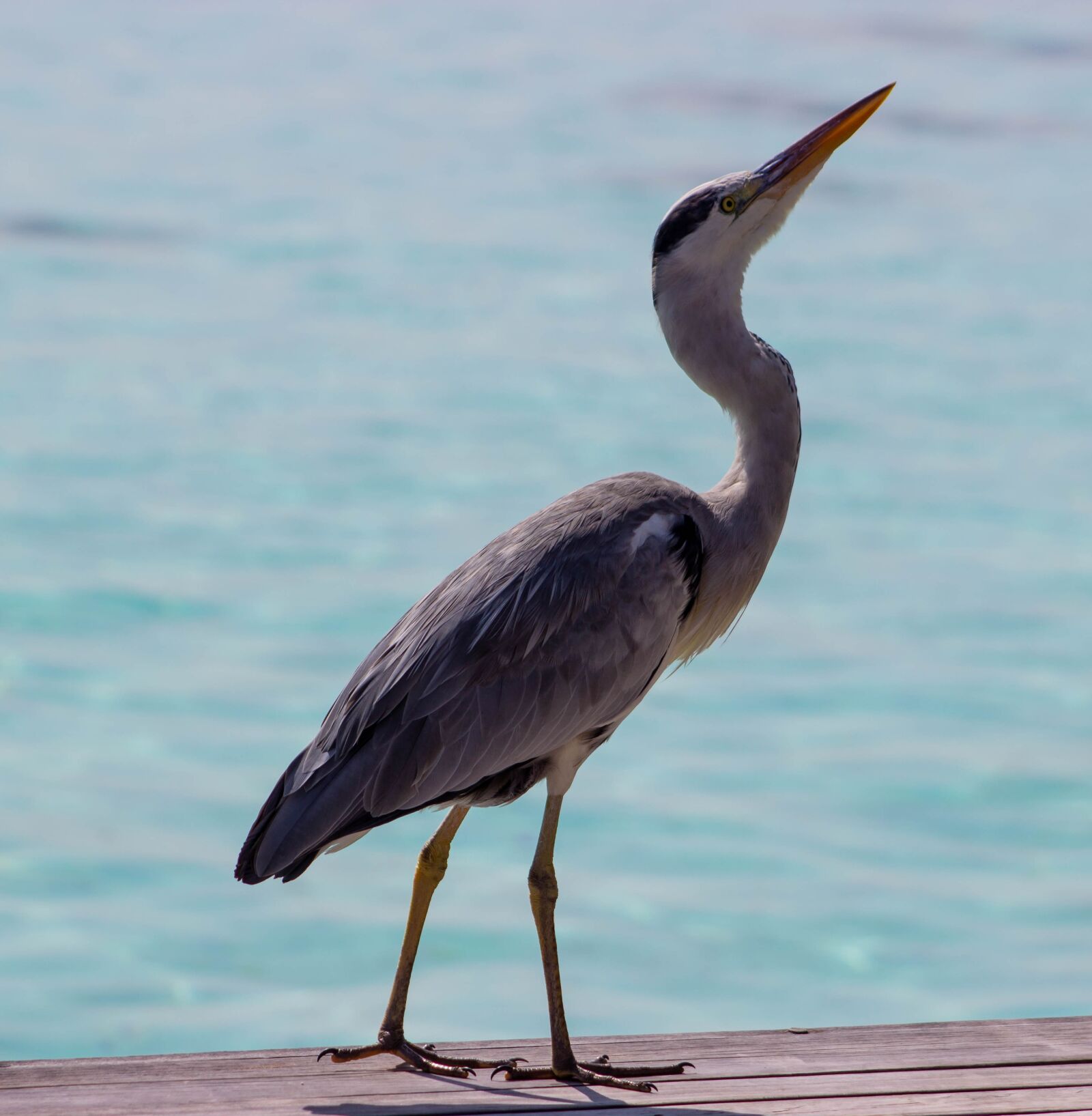 Canon EOS 600D (Rebel EOS T3i / EOS Kiss X5) sample photo. Grey heron, heron by photography