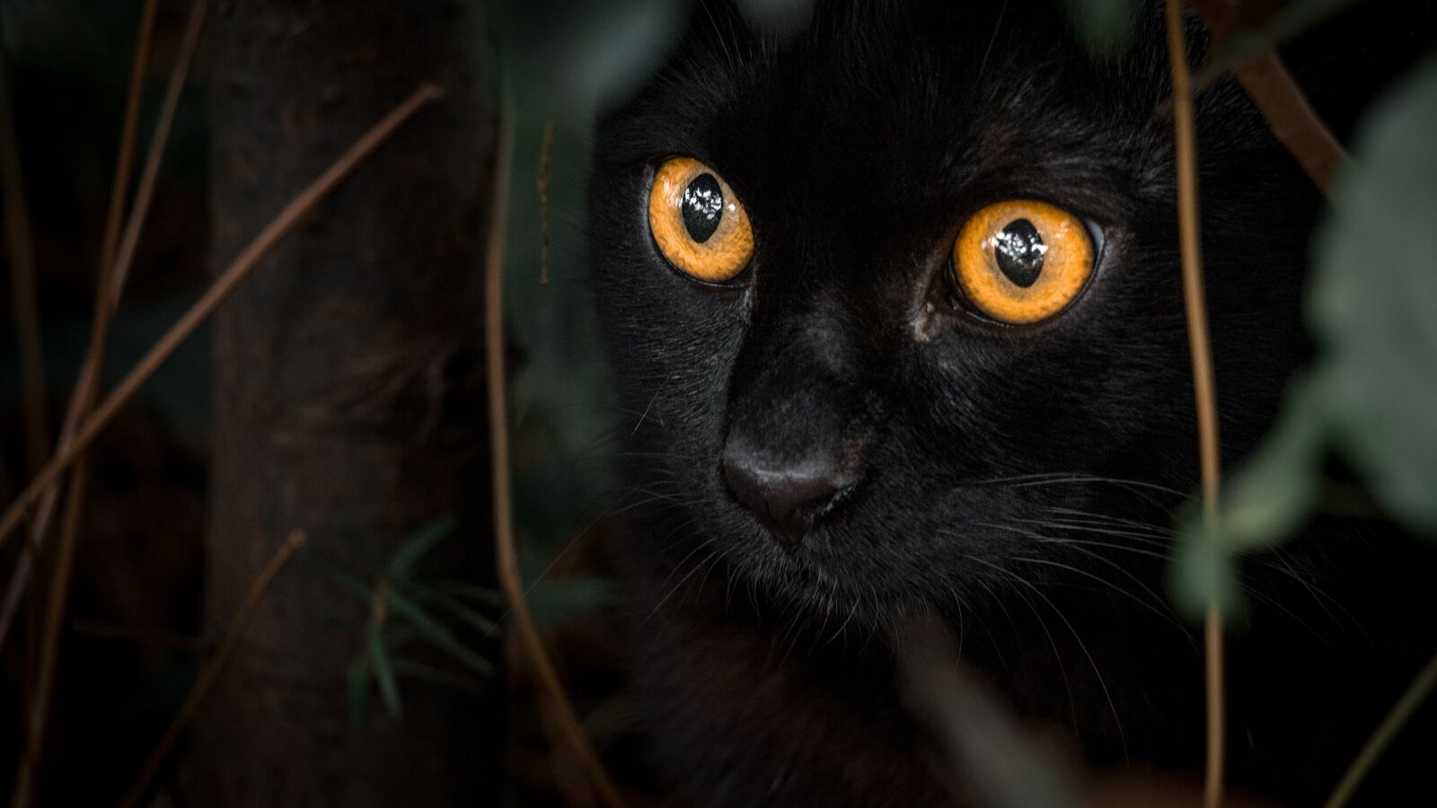 Canon EF-S 18-135mm F3.5-5.6 IS USM sample photo. Black, cat, orange photography