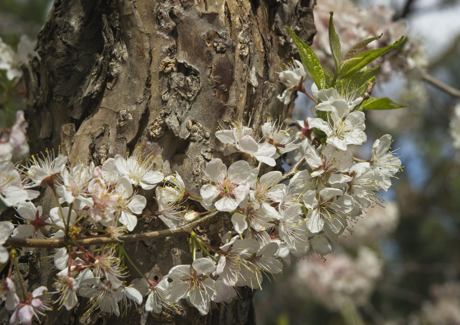 Sony a7 III + Sony FE 24-105mm F4 G OSS sample photo. Plum, blossoms, tree photography