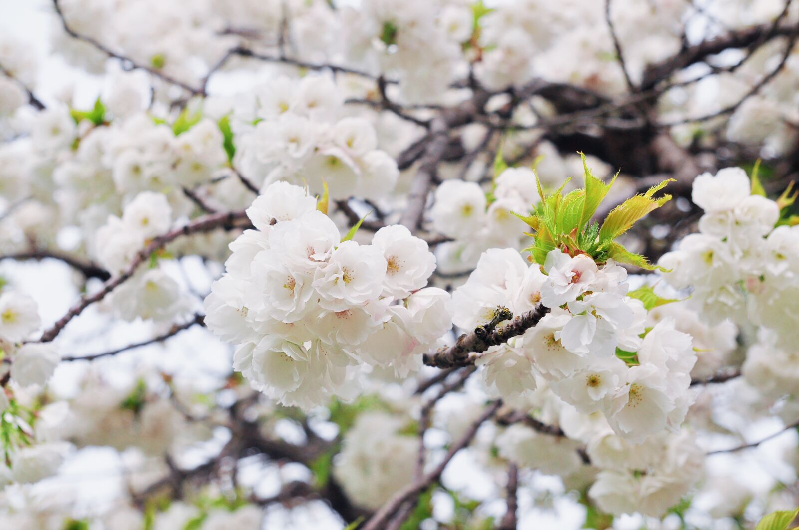 Nikon D90 sample photo. Cherry, tree, flower photography