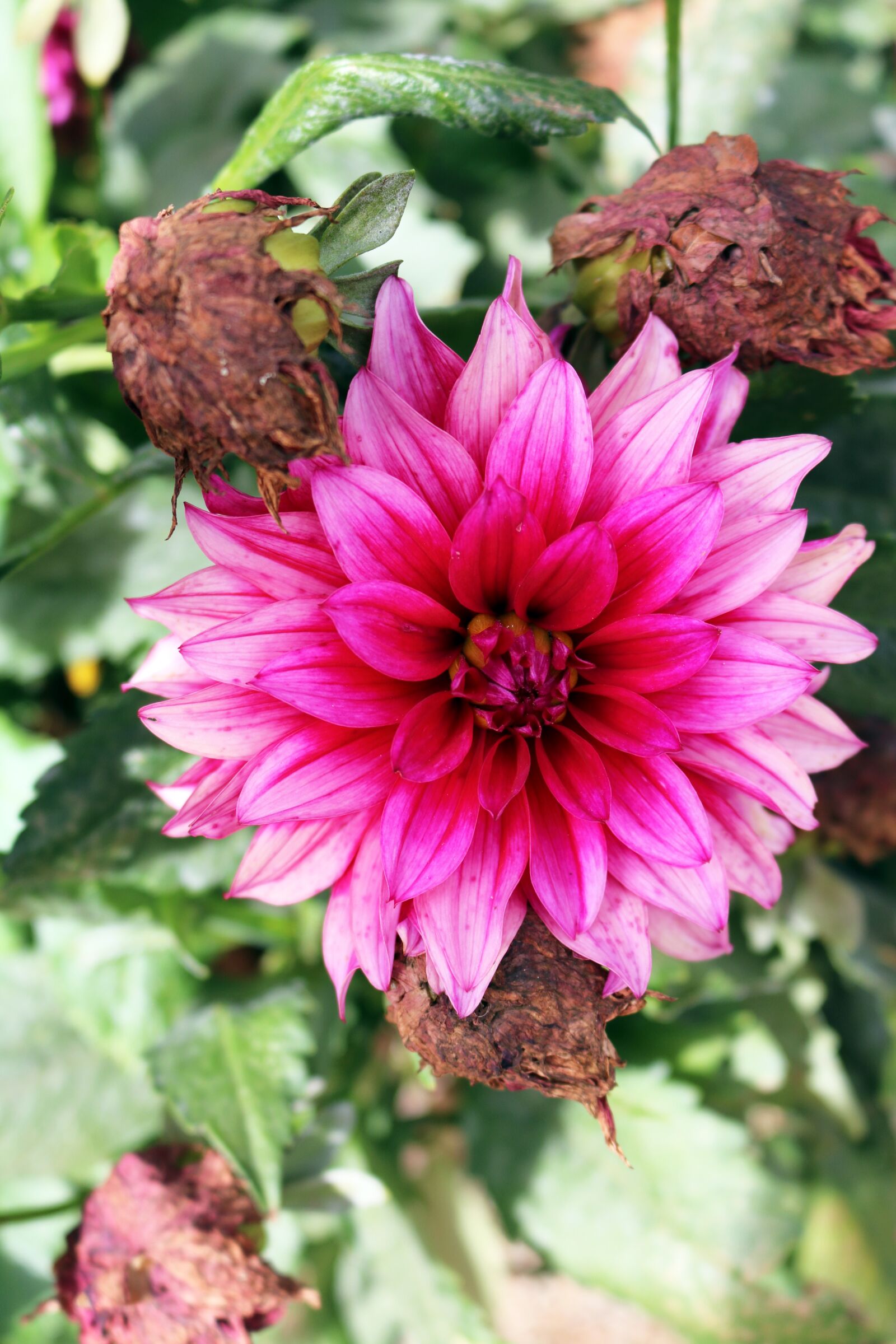 Canon EOS 750D (EOS Rebel T6i / EOS Kiss X8i) sample photo. Pink, red, dahlia photography