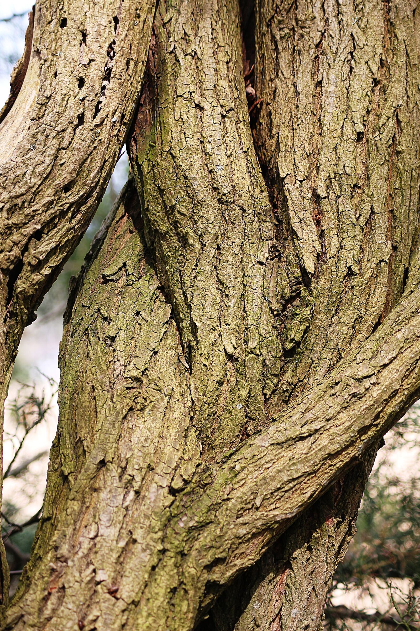 Canon EOS 700D (EOS Rebel T5i / EOS Kiss X7i) sample photo. Log, devoured, nature photography
