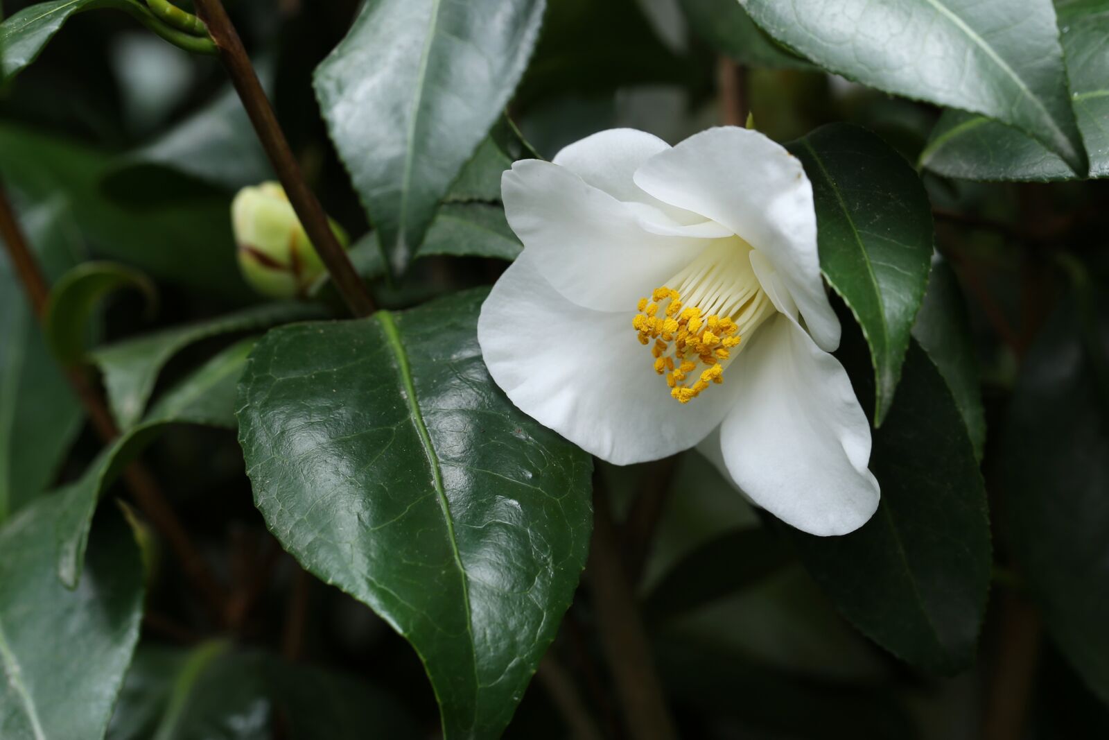 Canon EF 100mm F2.8L Macro IS USM sample photo. Flowers, camellia, rajec jestrebi photography