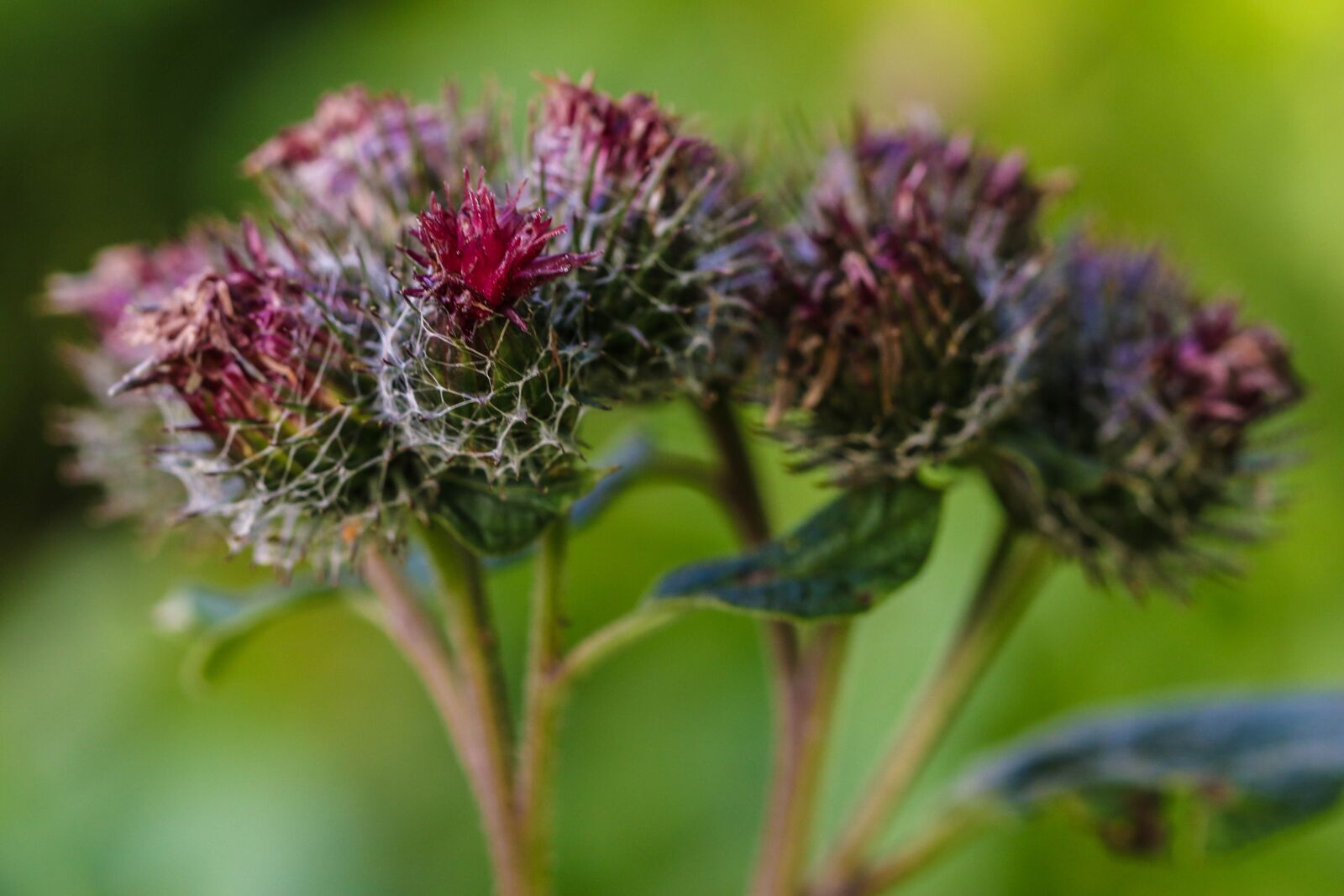 Canon EOS 7D Mark II sample photo. Wildflower, flower, nature photography