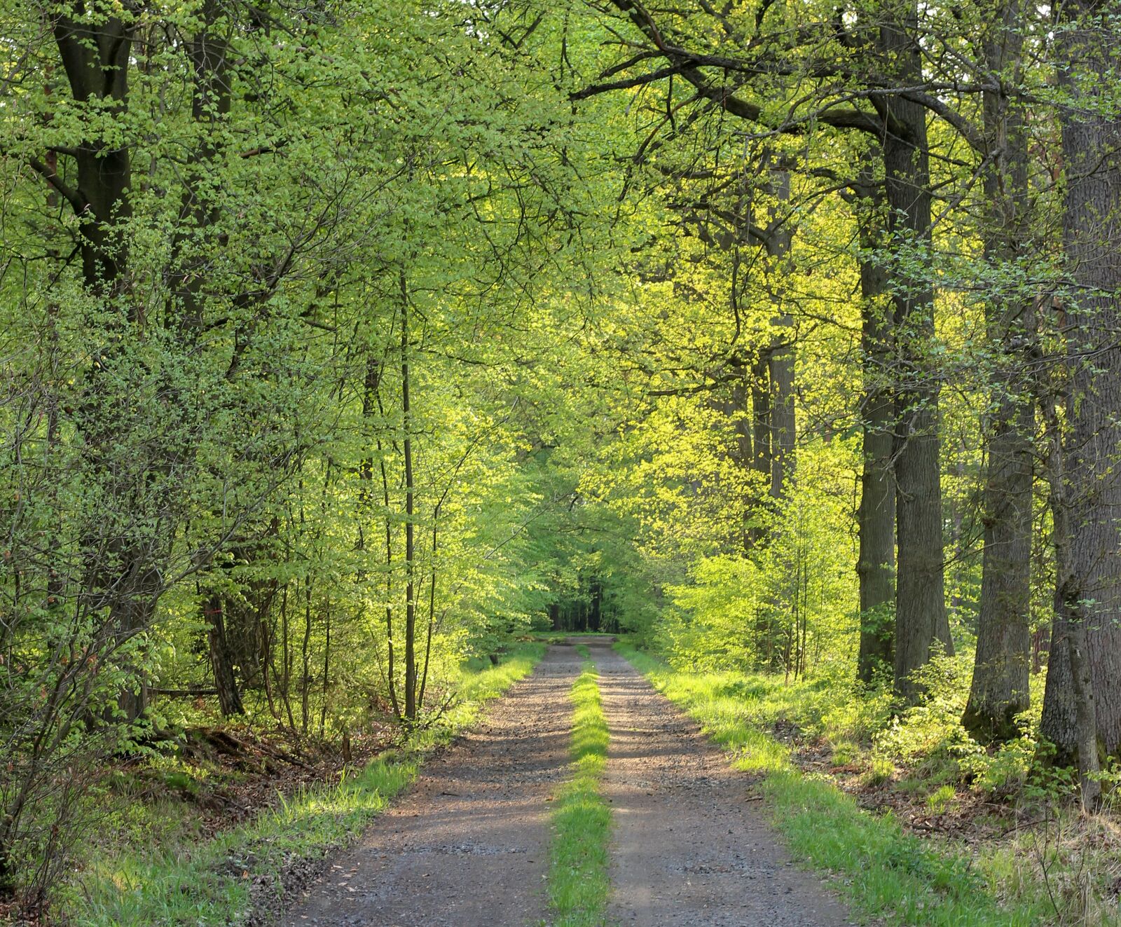 Canon EOS 600D (Rebel EOS T3i / EOS Kiss X5) + Canon EF 50mm F1.8 STM sample photo. Forest, nature, landscape photography