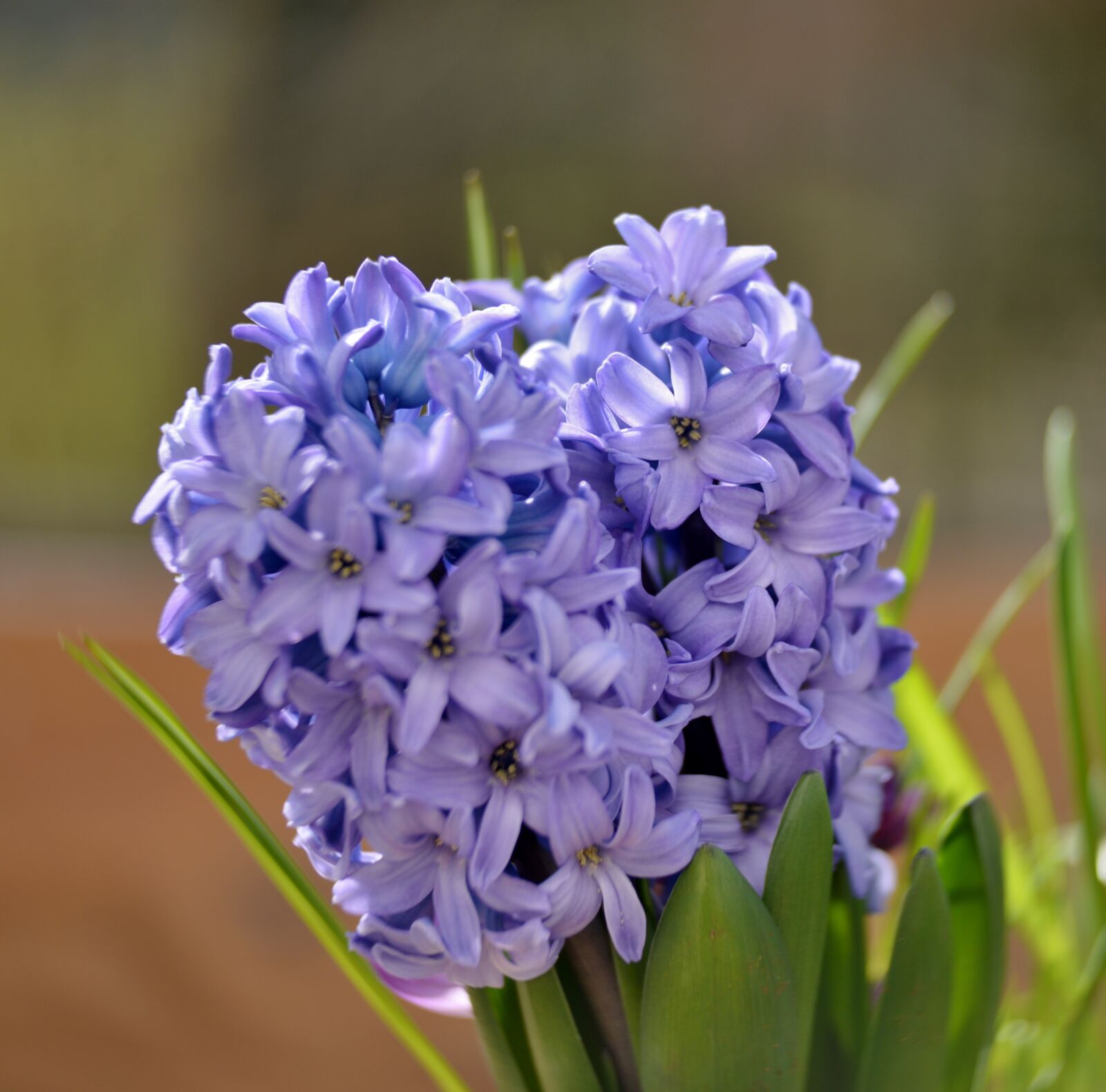 Nikon D600 sample photo. Hyacinth, flower, hyacinths photography