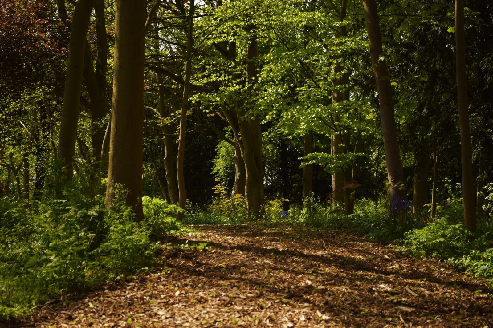 Nikon D5300 sample photo. Forest, nature, park, tree photography