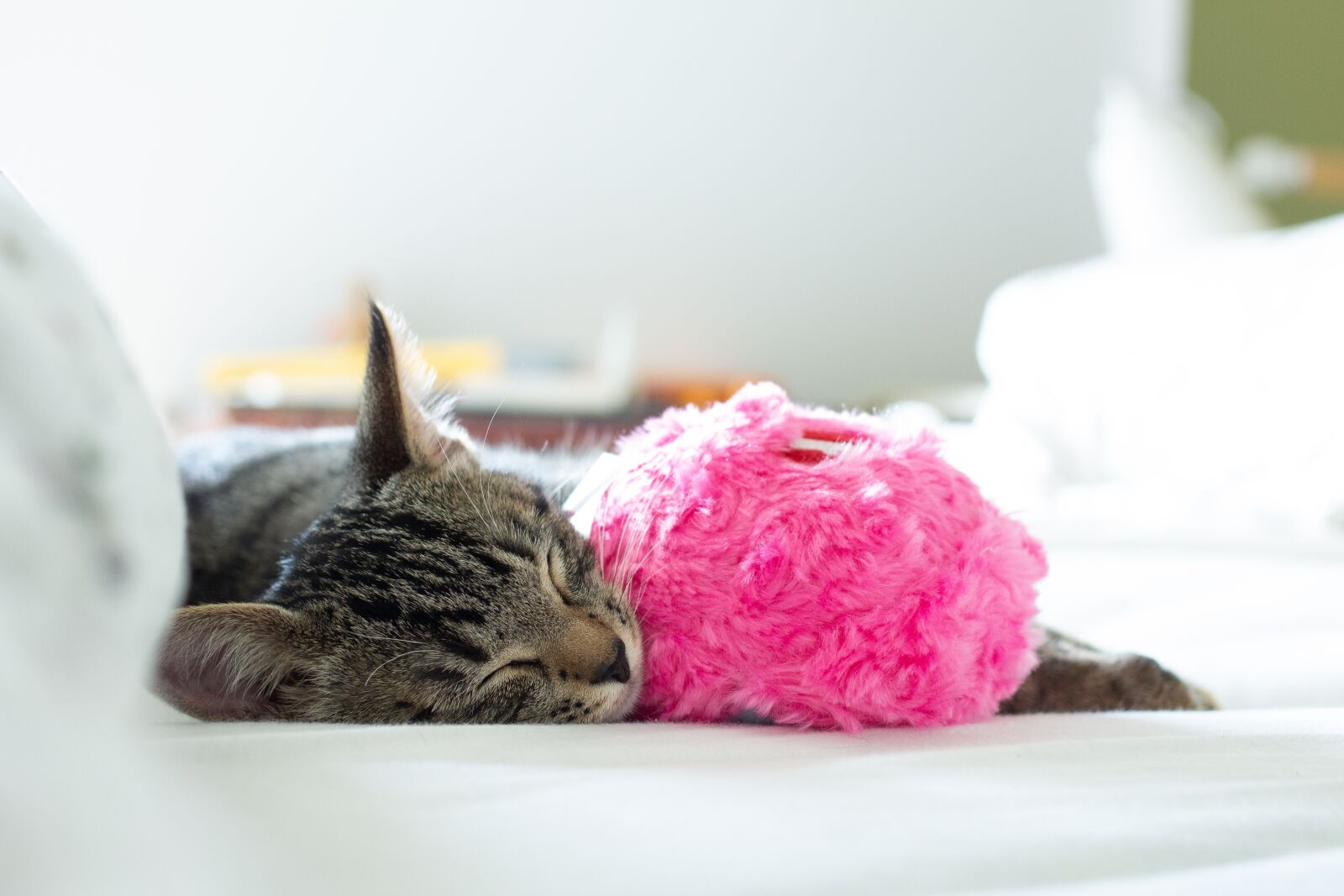 Canon EOS 700D (EOS Rebel T5i / EOS Kiss X7i) + Canon EF 40mm F2.8 STM sample photo. Cat, kitten, sleep photography