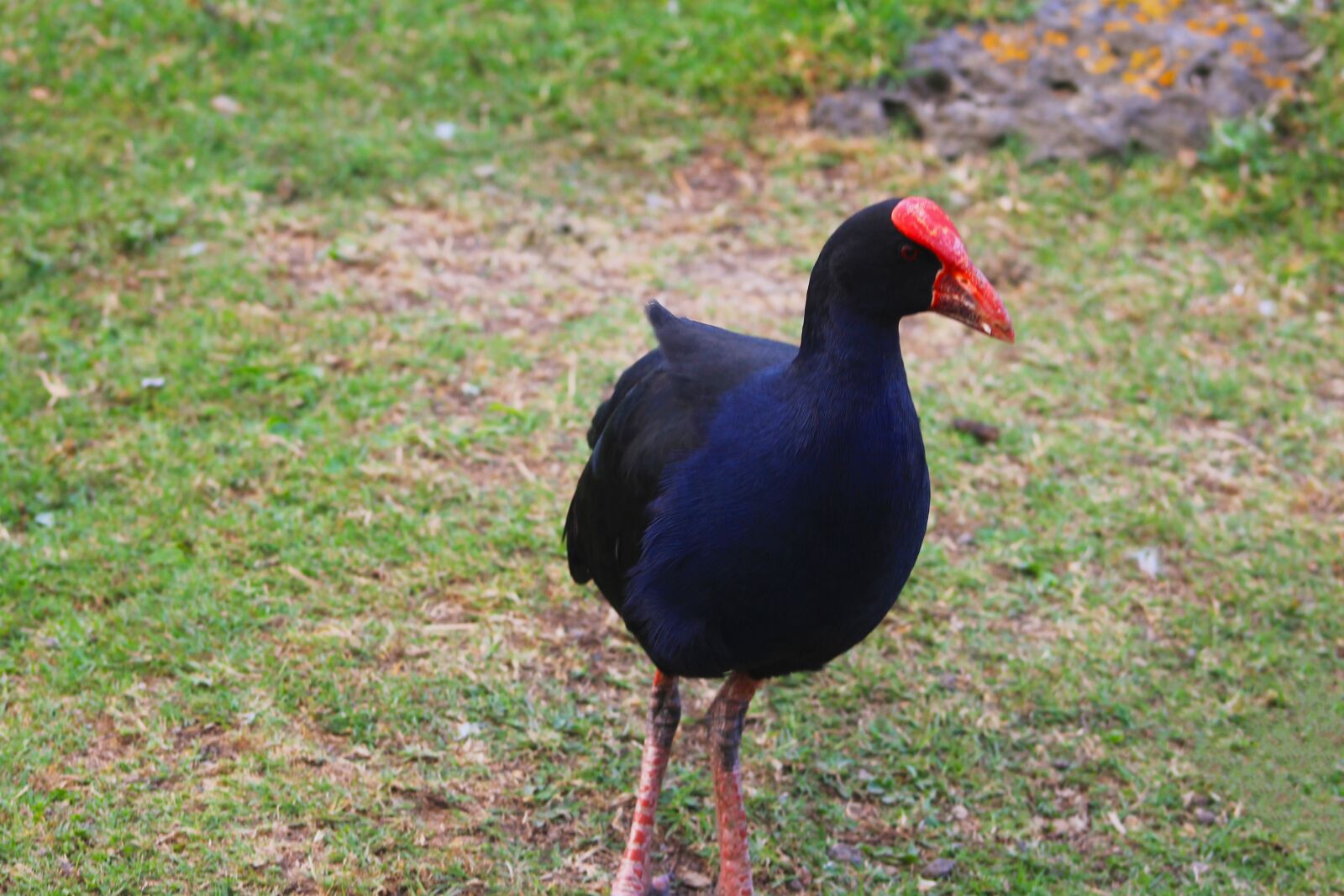Canon EF75-300mm f/4-5.6 sample photo. Birds of new zealand photography