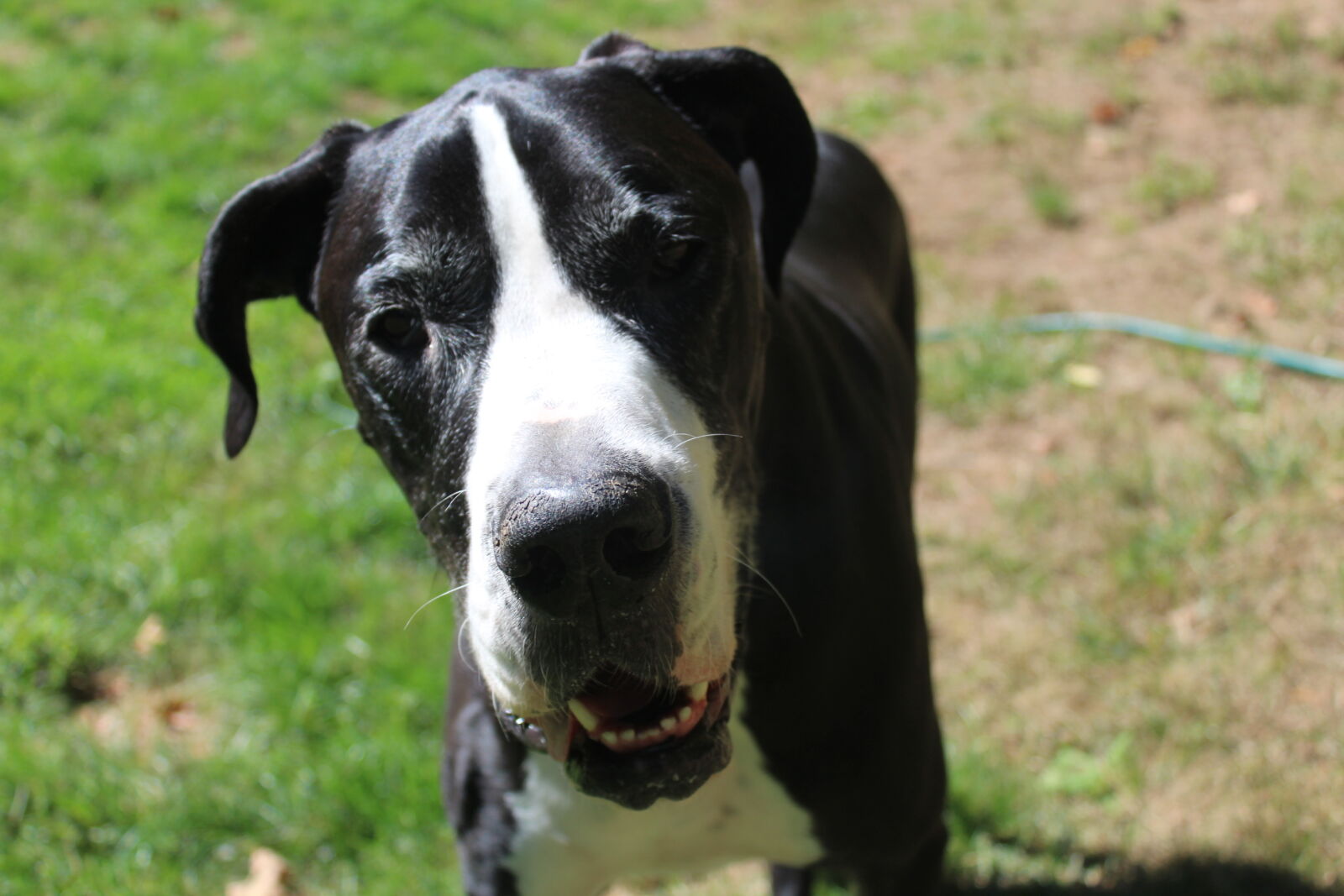 Canon EOS 1200D (EOS Rebel T5 / EOS Kiss X70 / EOS Hi) sample photo. Black, and, white, dog photography