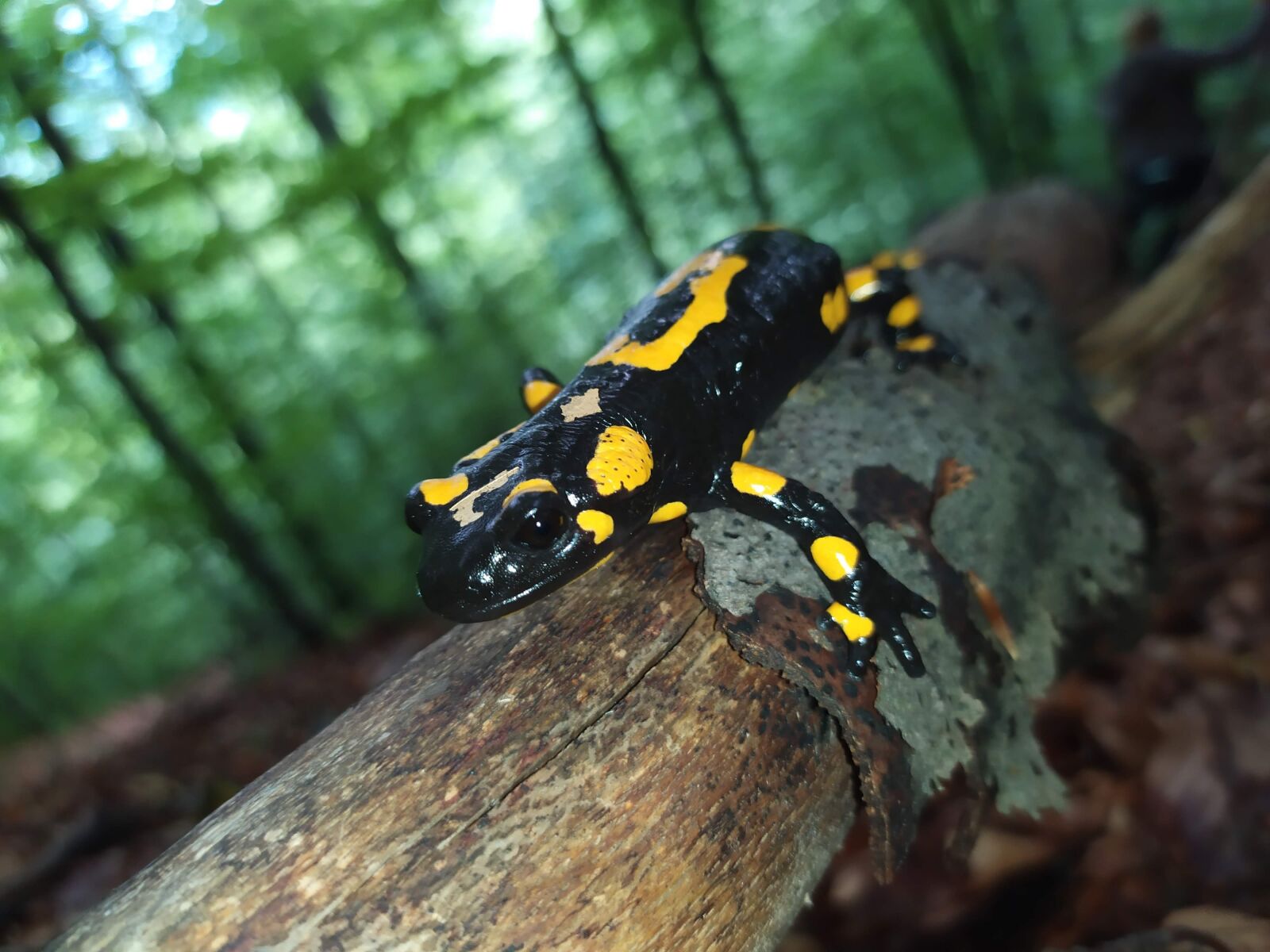Xiaomi Redmi Note 7 sample photo. Amphibians, salamander, fire salamander photography