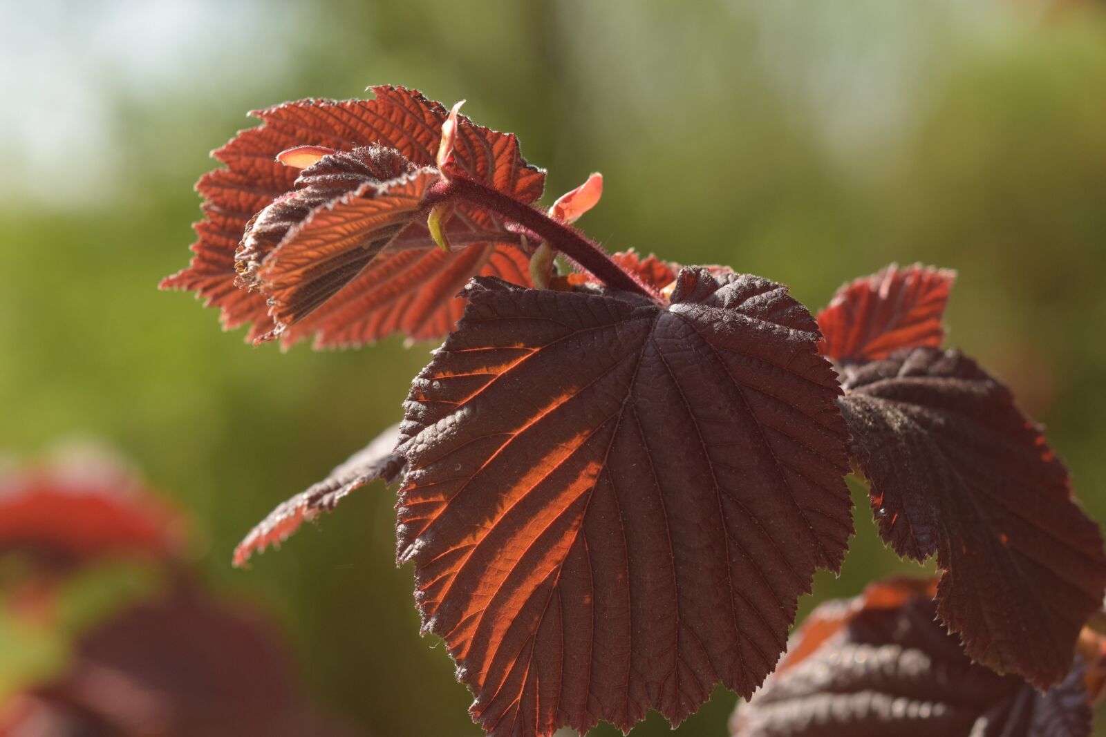Nikon D5300 sample photo. Leaf, red, beech photography