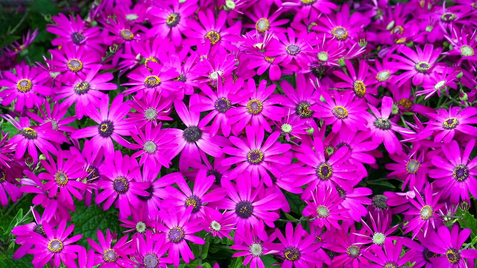 Sony E PZ 18-105mm F4 G OSS sample photo. Flowers, blossom, bloom photography