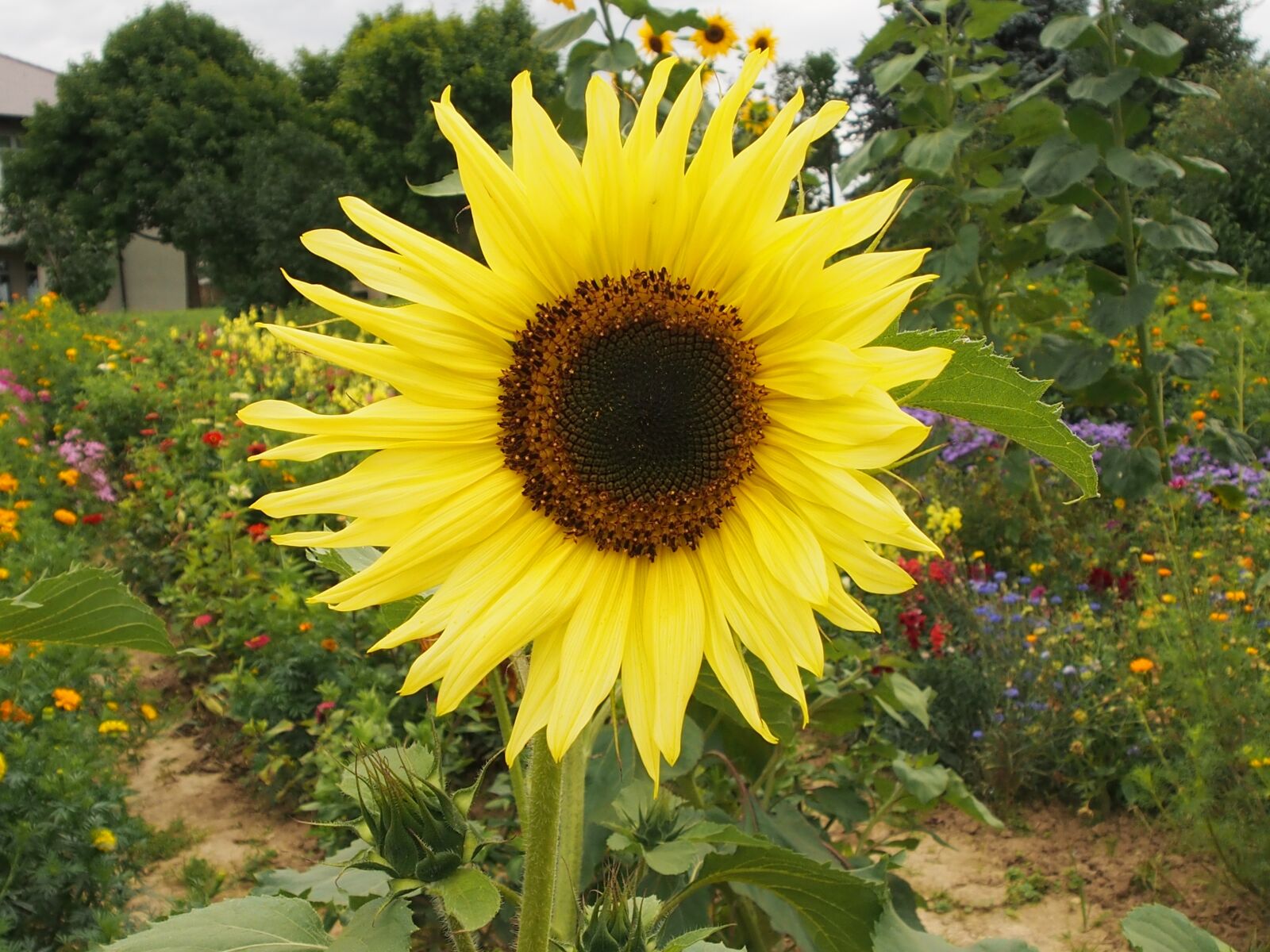 Olympus OM-D E-M5 sample photo. Nature, summer, flower photography
