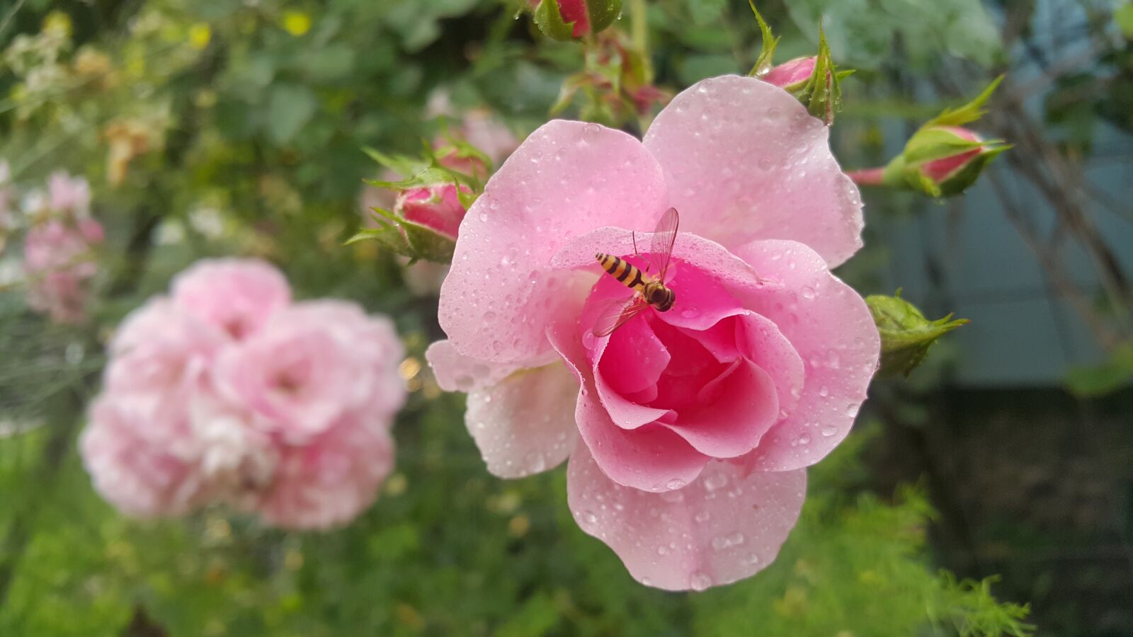 Samsung Galaxy Note4 sample photo. Rose, flower, nature photography