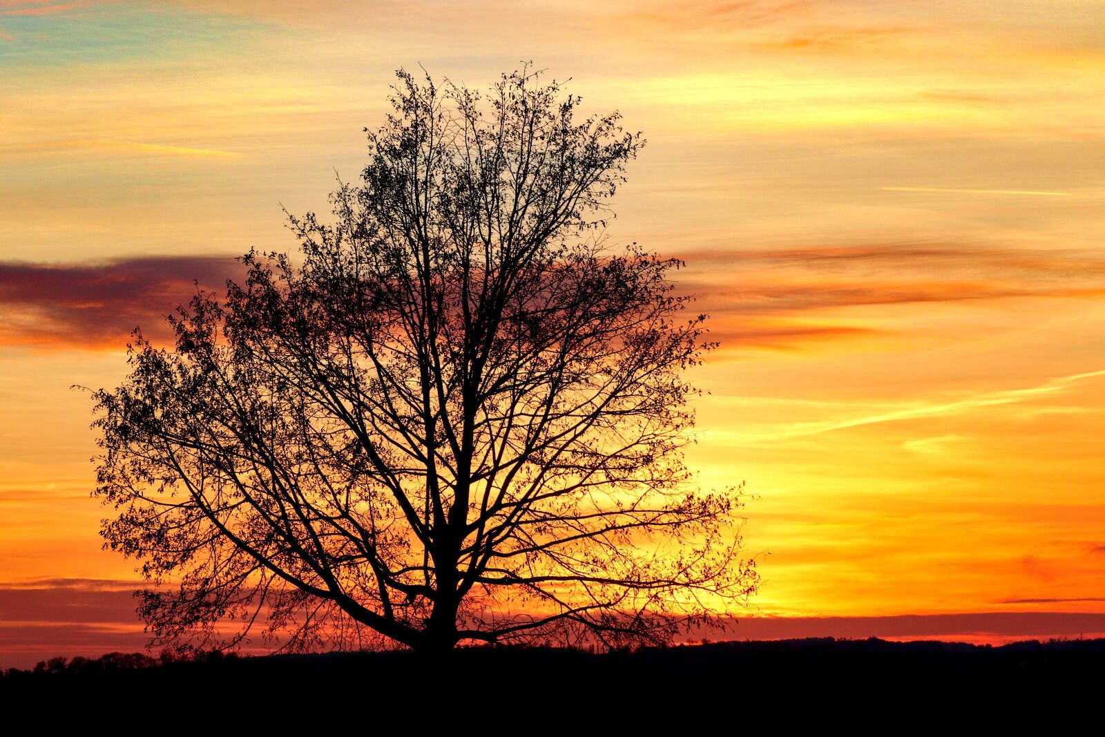 Canon EOS 200D (EOS Rebel SL2 / EOS Kiss X9) sample photo. Tree, silhouette, kahl photography