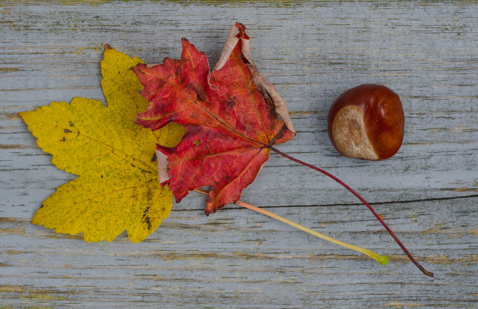 Nikon D7000 sample photo. Fall, leafs, chestnut photography