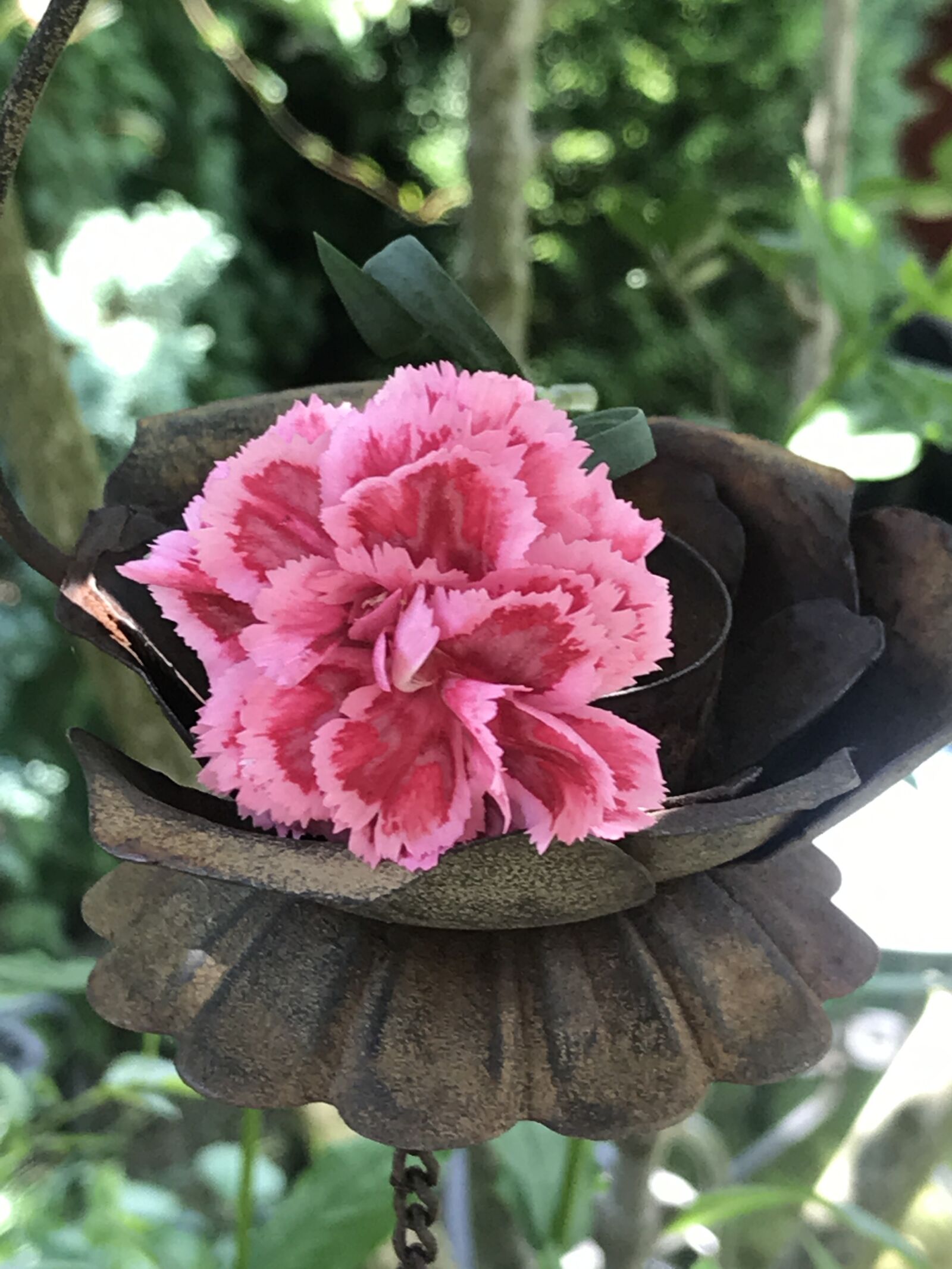 iPhone 7 back camera 3.99mm f/1.8 sample photo. Carnation, flower, pink photography