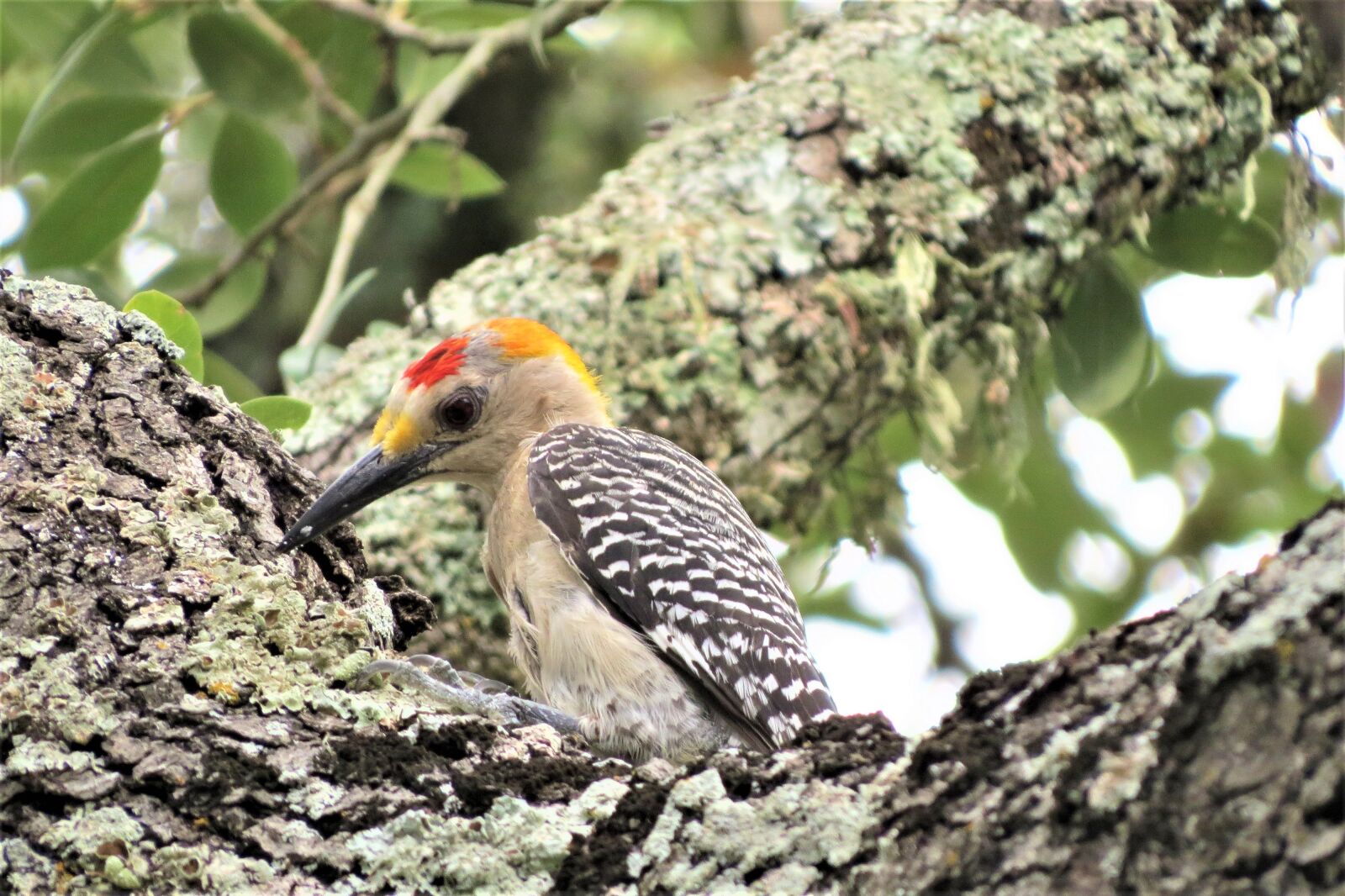 Canon PowerShot SX50 HS sample photo. Woodpecker, colorful, wildlife photography