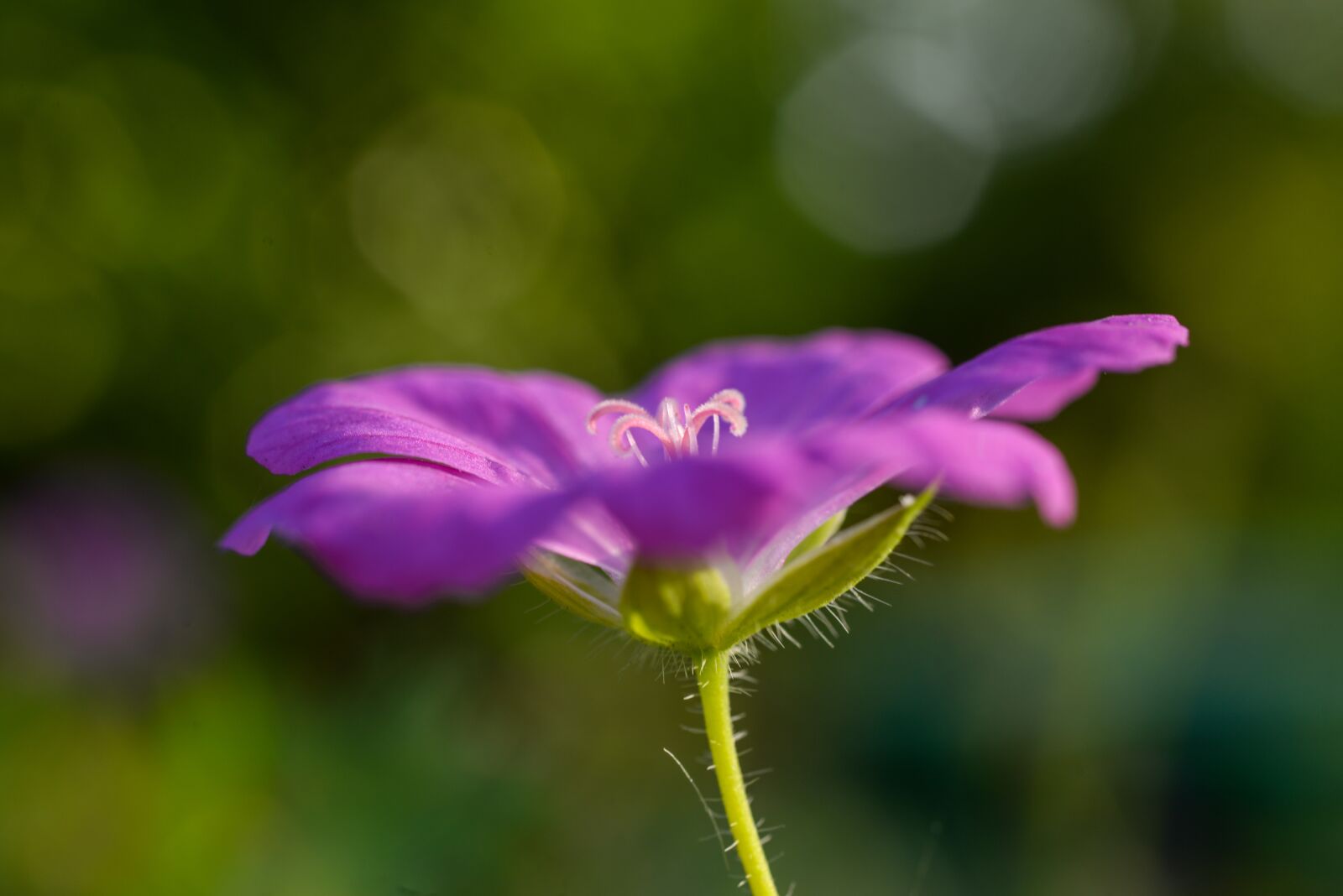 Nikon D610 sample photo. Purple, flower, bloom photography