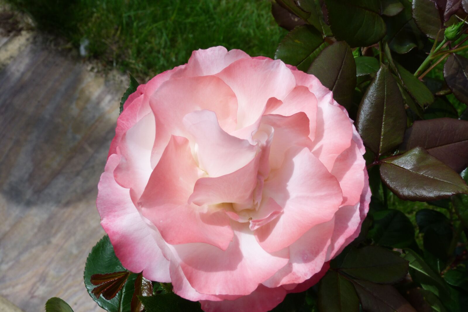Panasonic Lumix DMC-FZ40 (Lumix DMC-FZ45) sample photo. Rose, flower, bloom photography