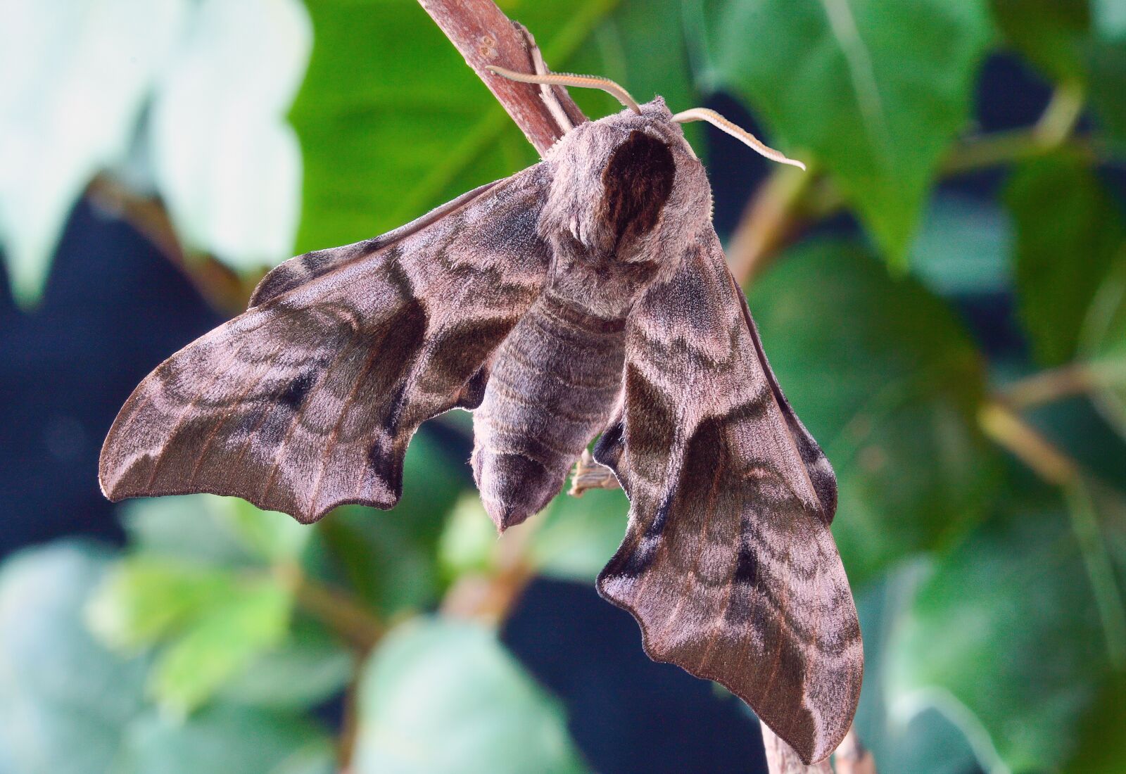 Canon EOS 400D (EOS Digital Rebel XTi / EOS Kiss Digital X) sample photo. Eyed hawk-moth, wings, pattern photography