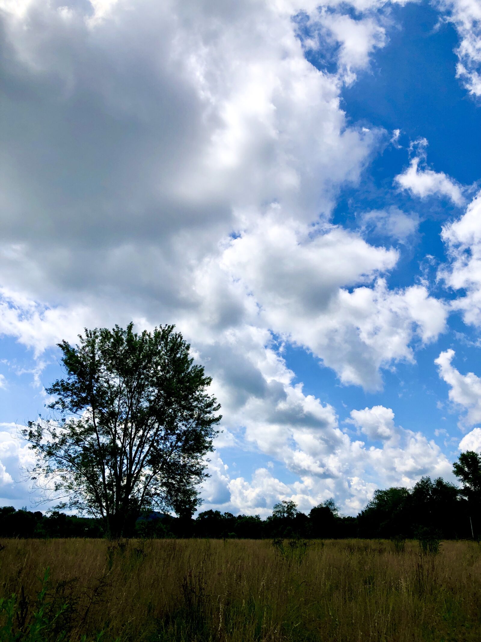Apple iPhone 8 Plus sample photo. West virginia, sky, tree photography