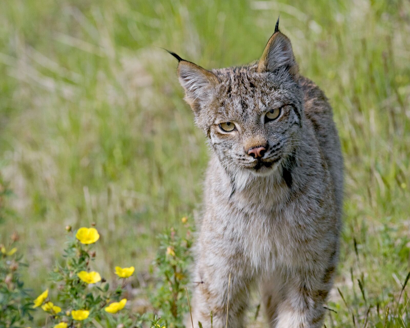 Canon EOS 40D sample photo. Lynx, cat, predator photography
