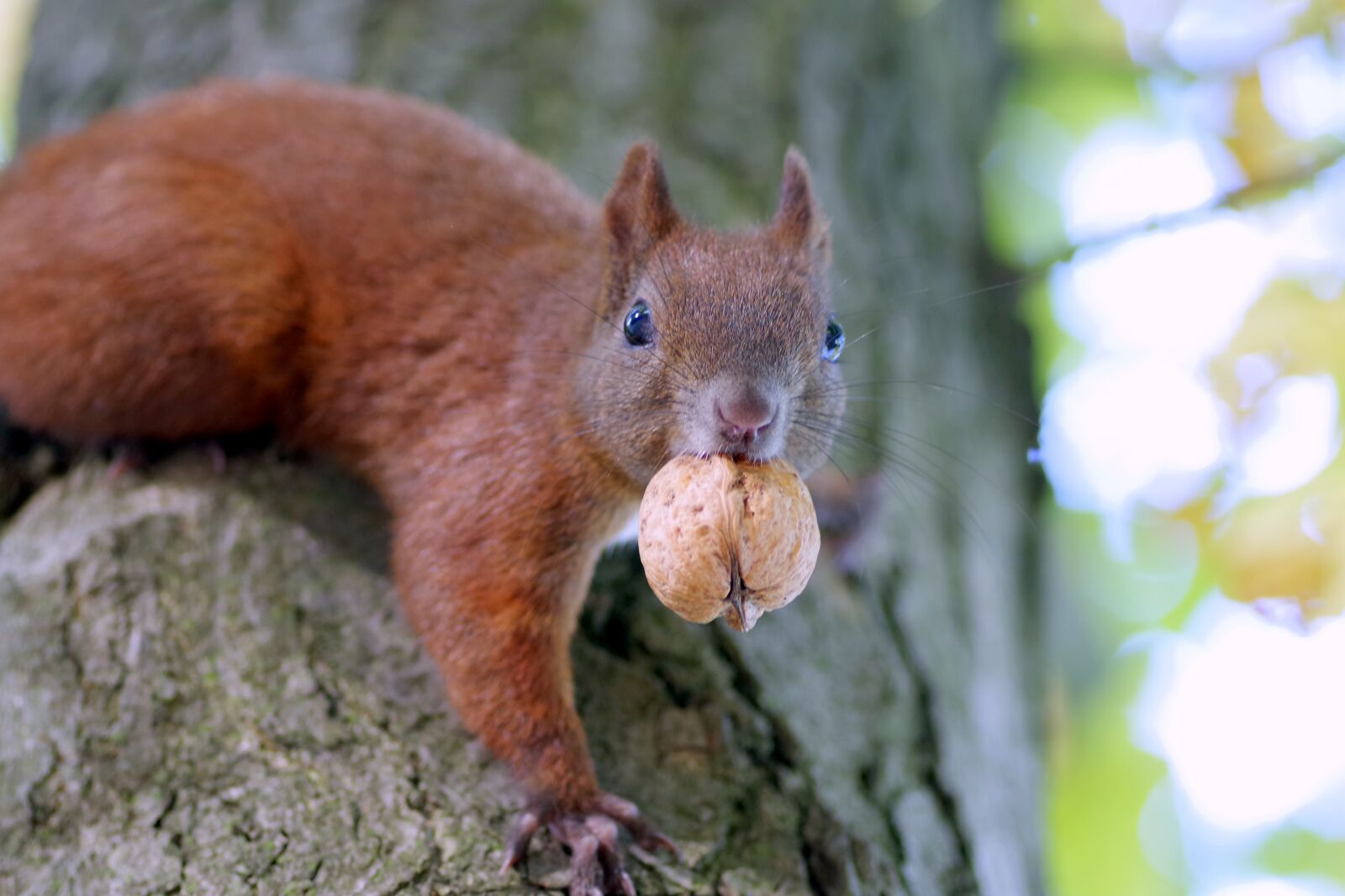 Pentax K-S2 sample photo. The squirrel, walnut, snout photography