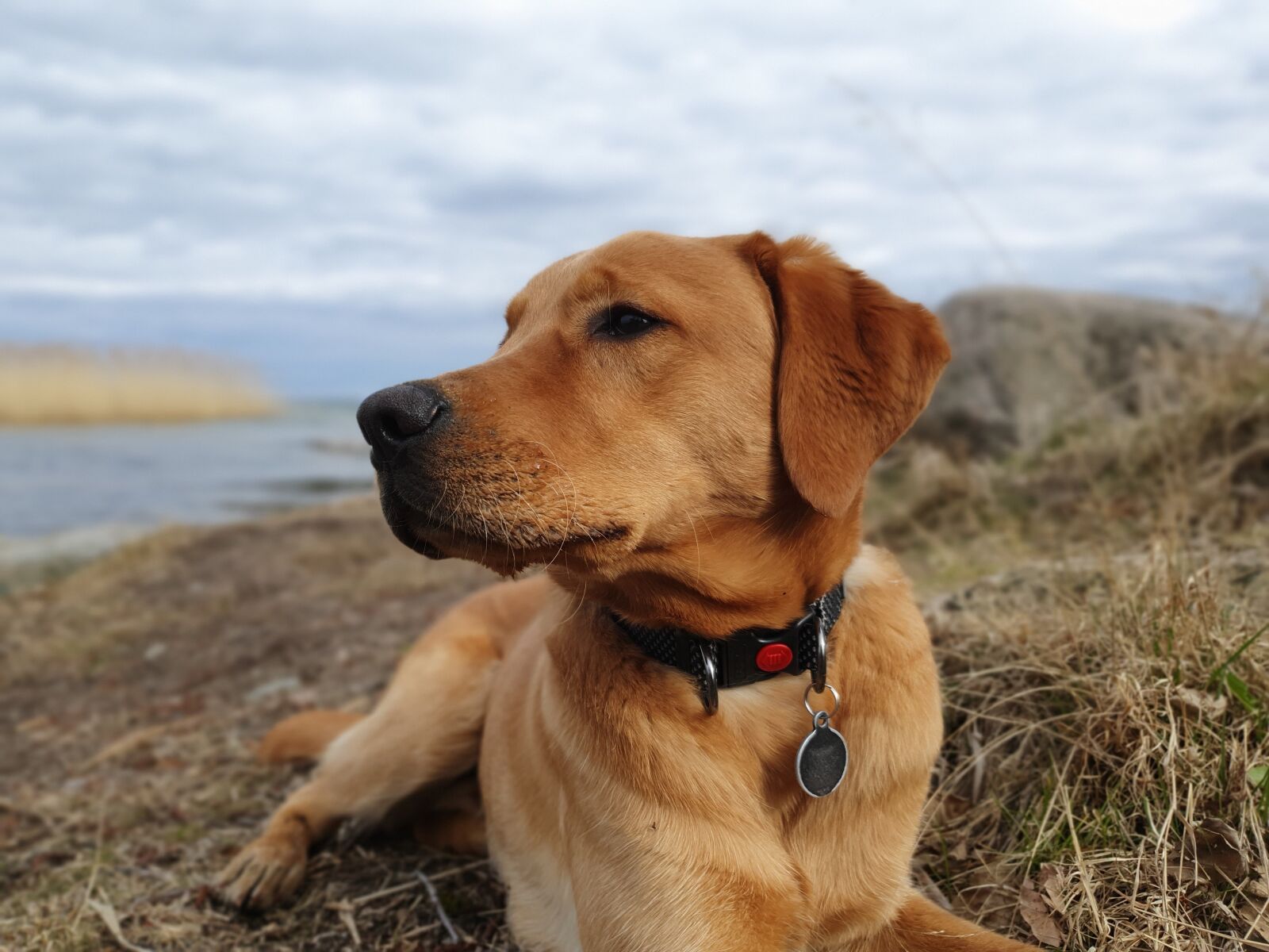 Samsung Galaxy S10 sample photo. Dog, labrador, pet photography