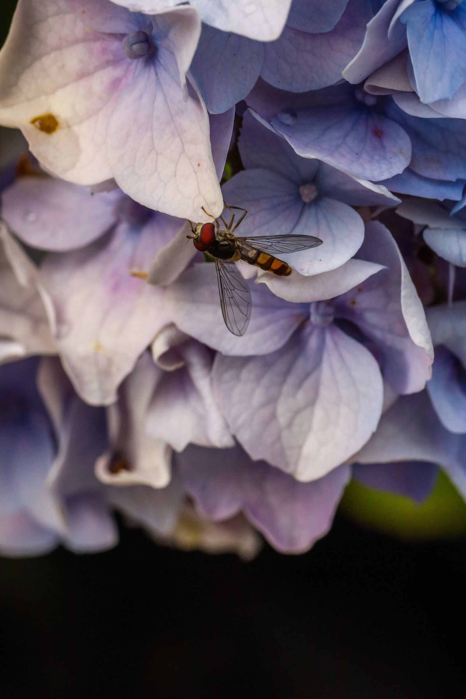 Canon EF 100mm F2.8L Macro IS USM sample photo. Flower, insect, wings photography