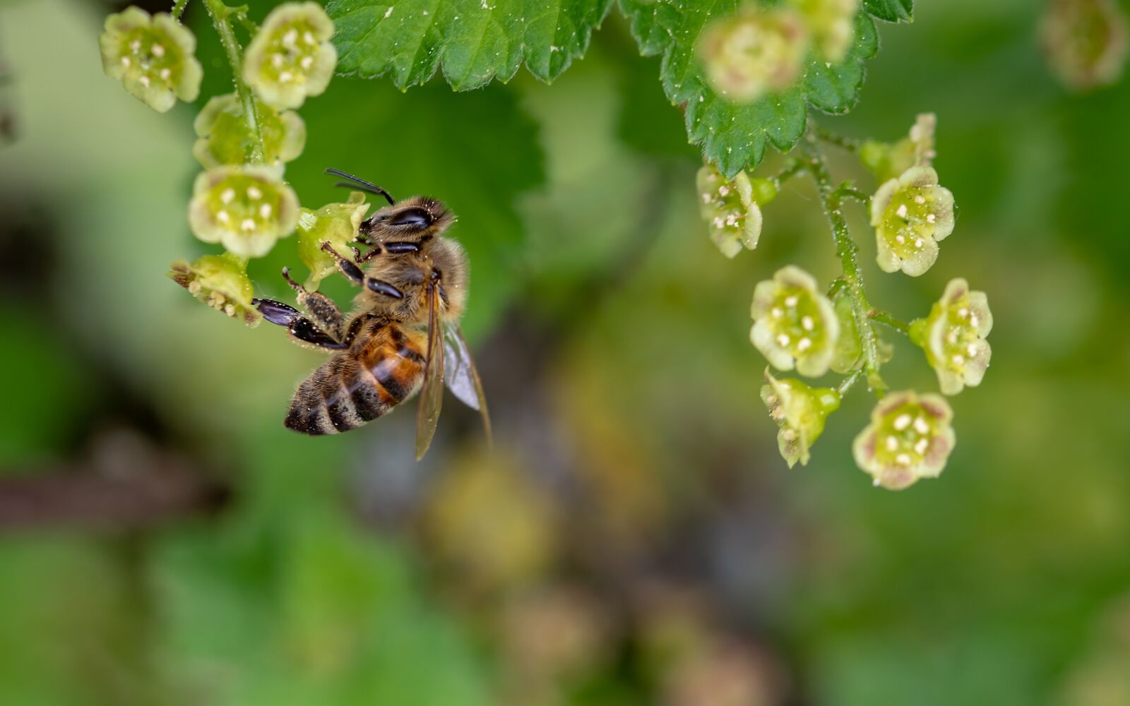 Canon EOS 750D (EOS Rebel T6i / EOS Kiss X8i) sample photo. Bee, honey bee, insect photography