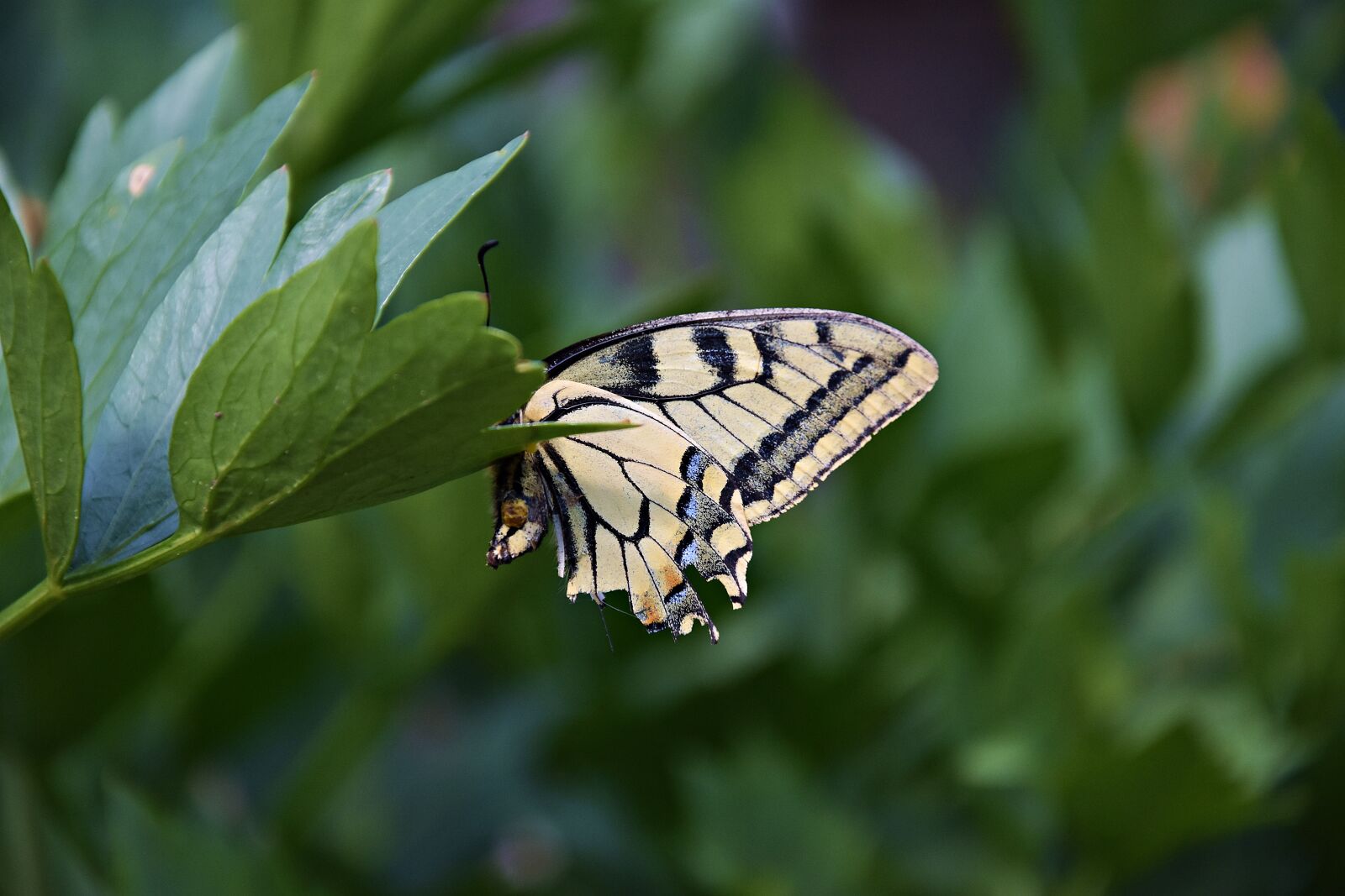 Nikon D3400 sample photo. Nature, leaf, plant photography
